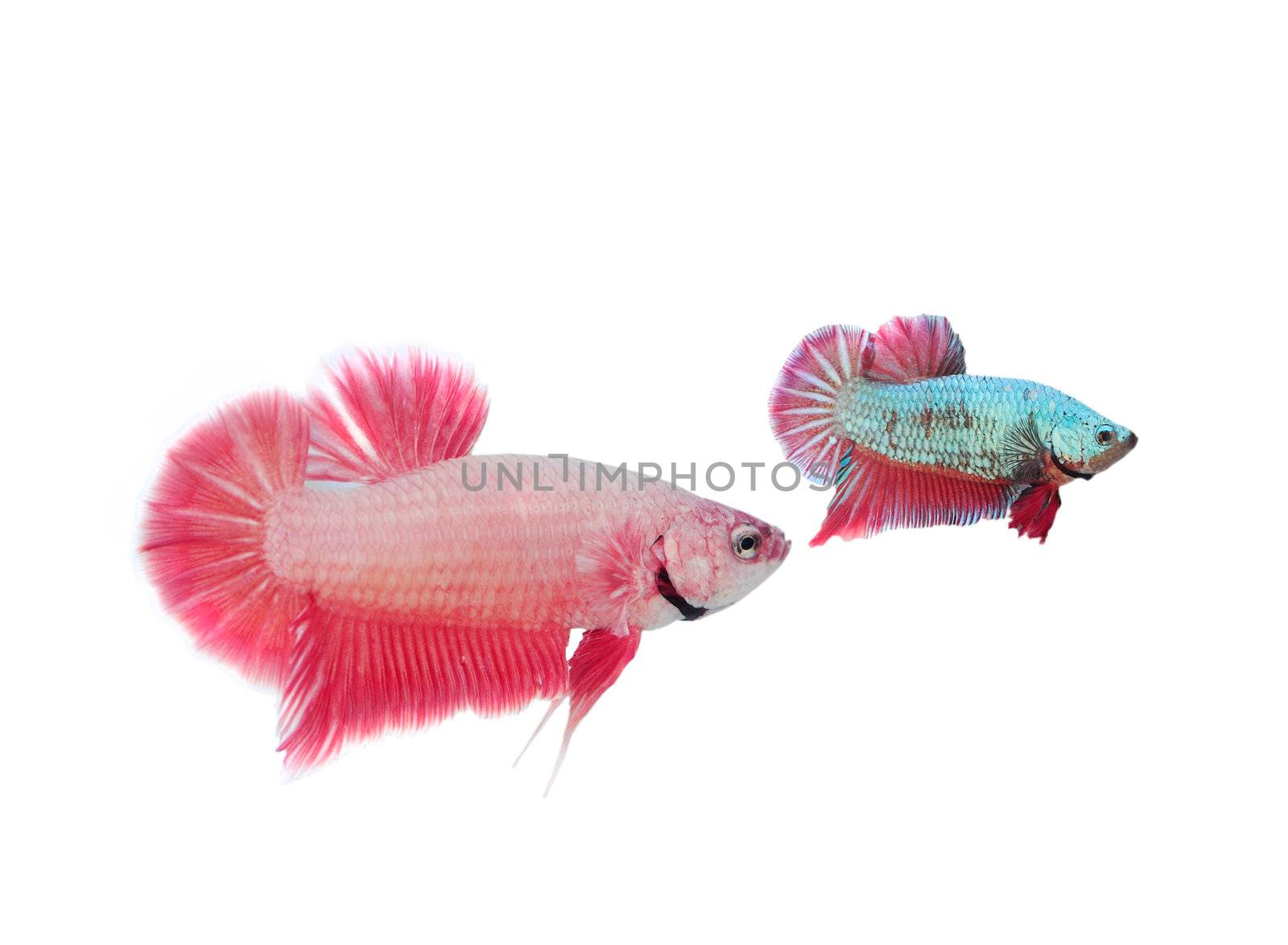 Siamese fighting fish by sommai