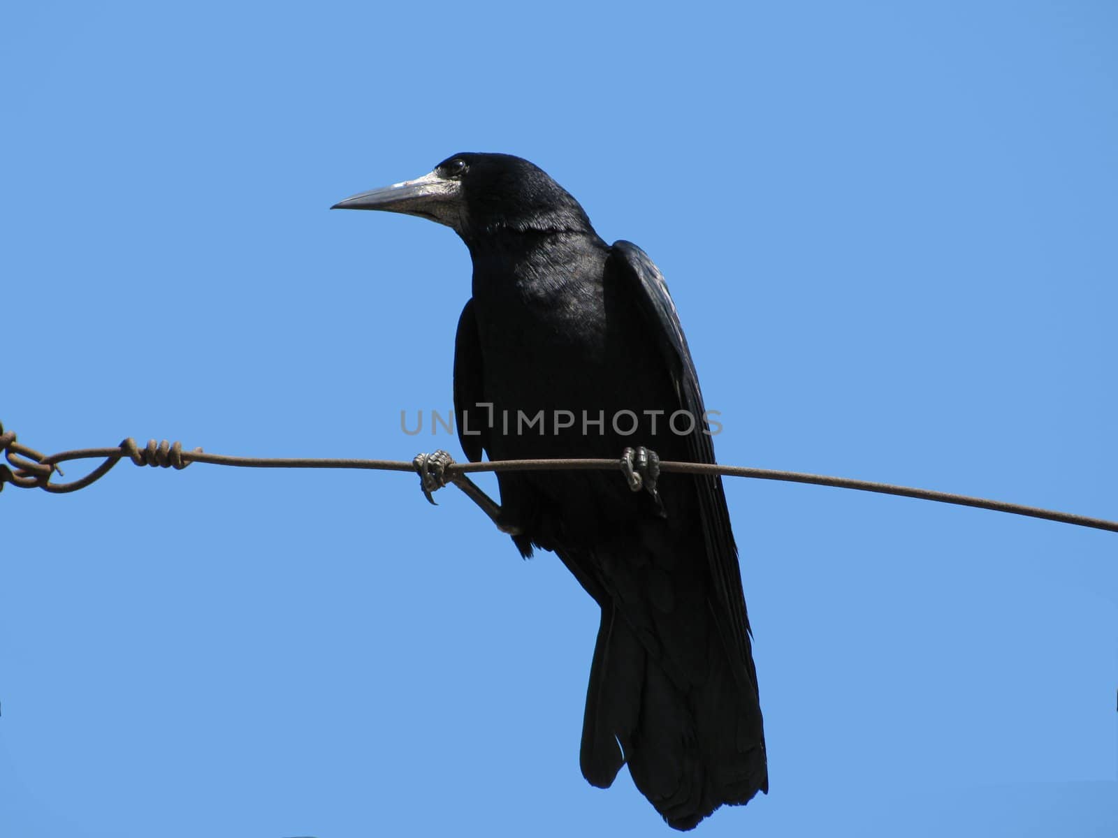 black raven sitting on wire