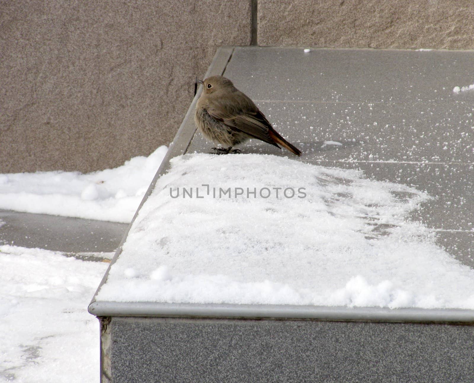 flycatcher sitting on step near snow