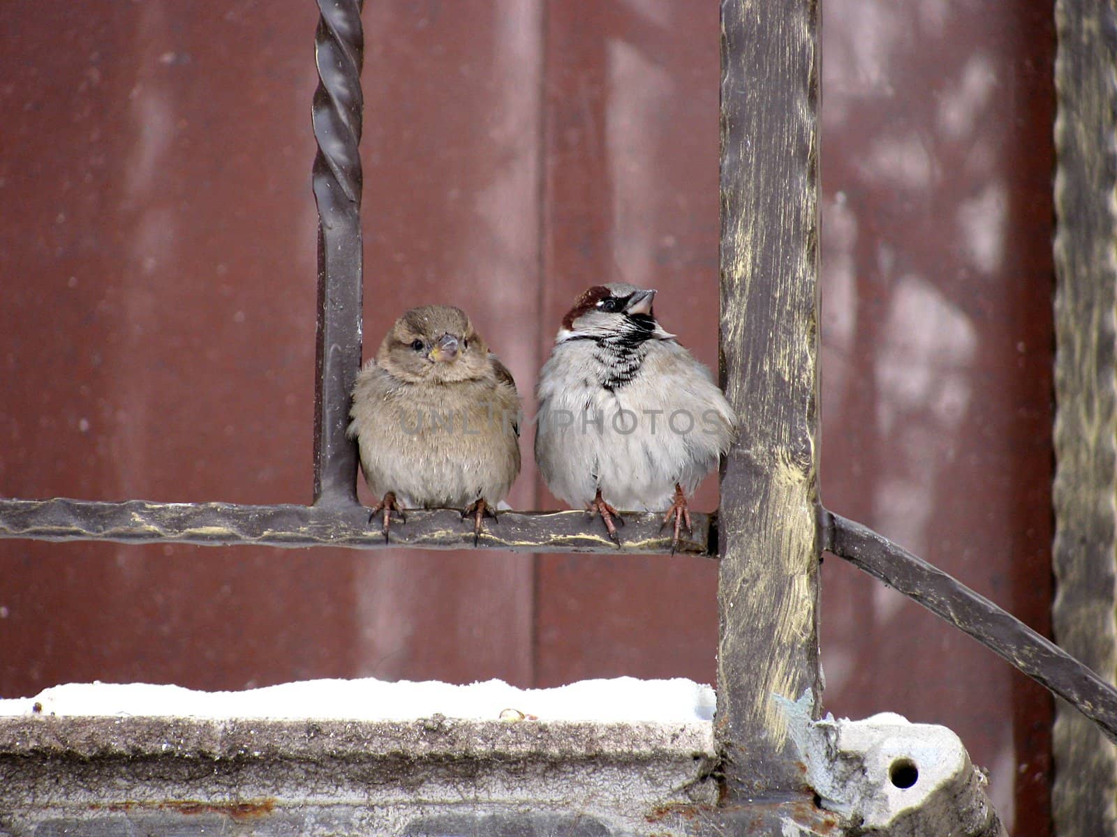 two sparrows on a fence at winter