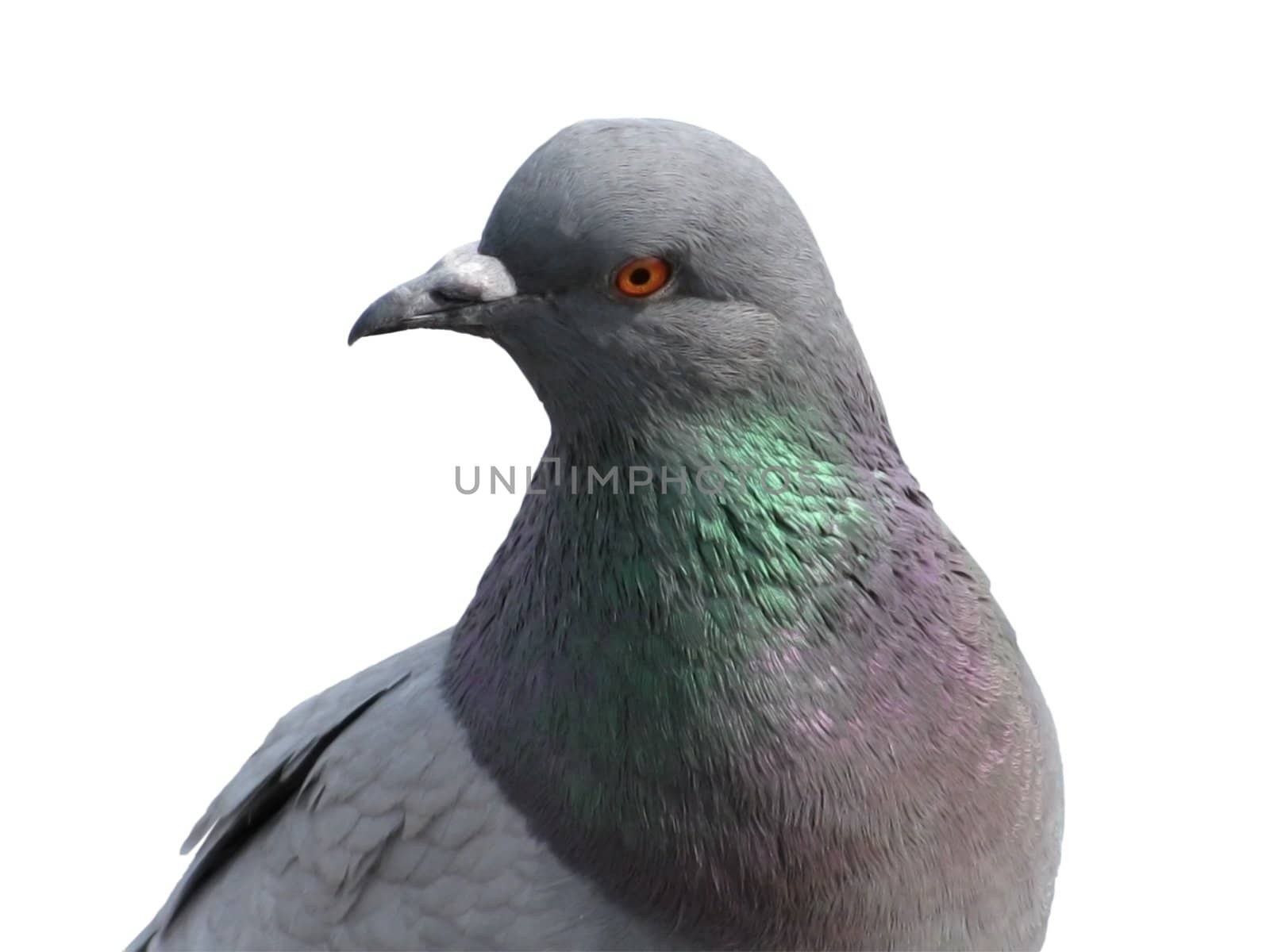 pigeon over white