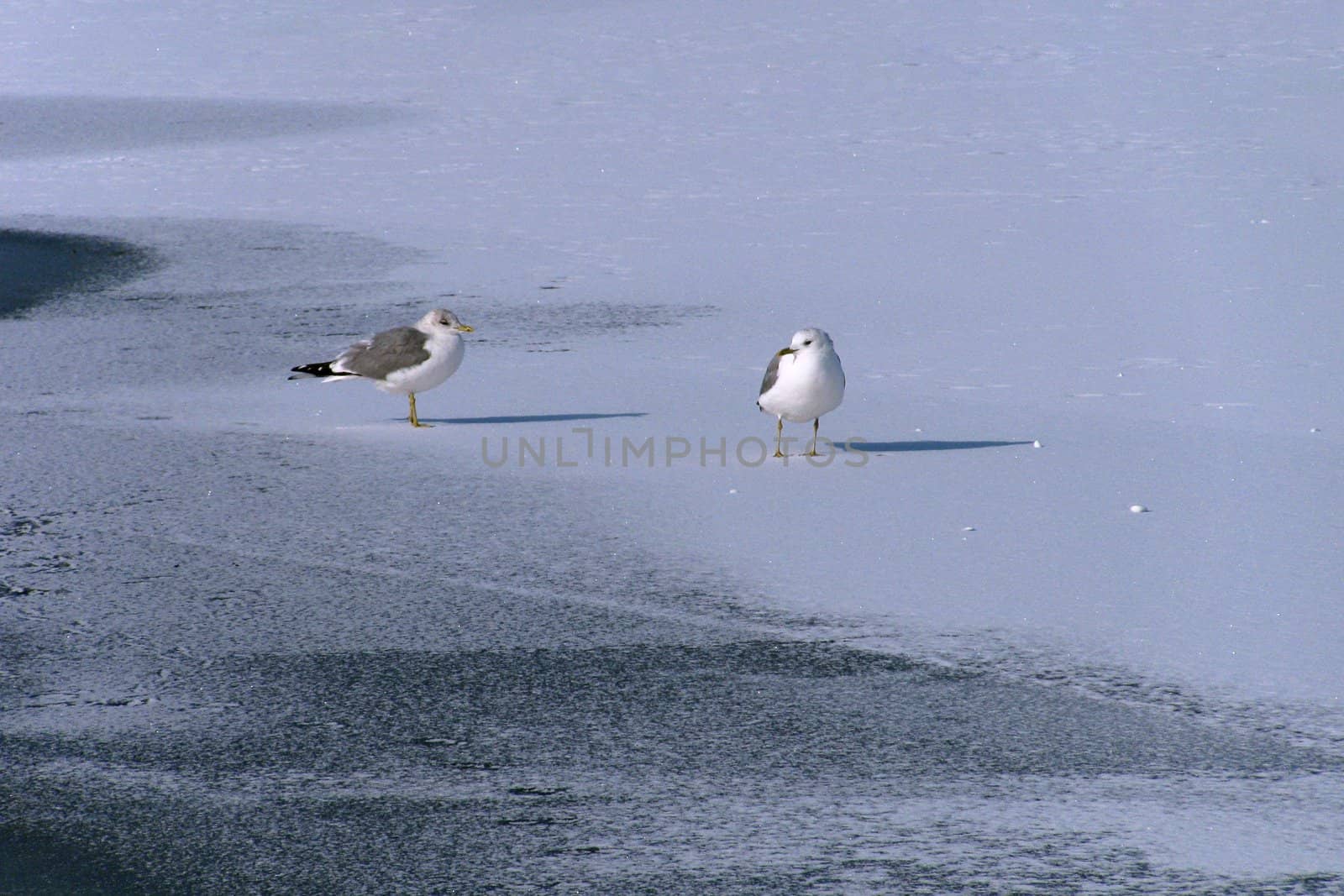 gulls standing on ice