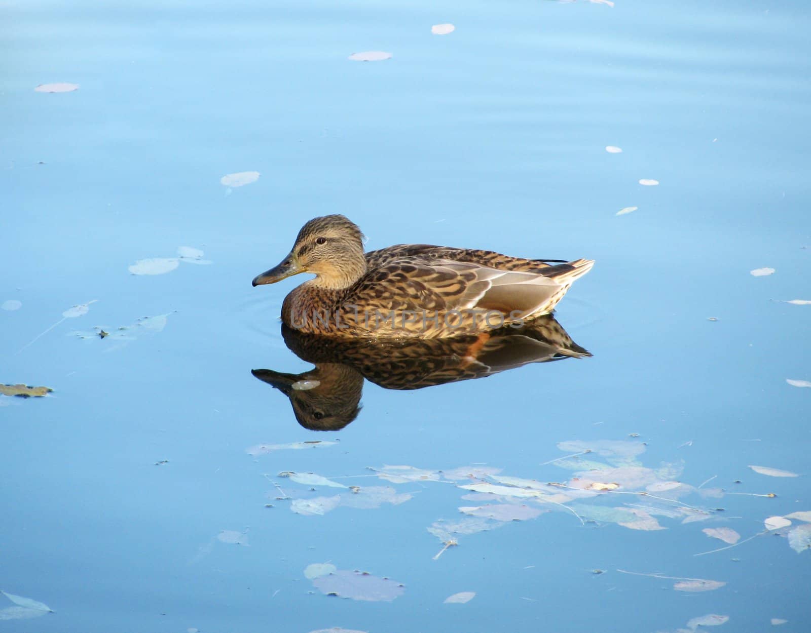 gray duck swimming in a lake