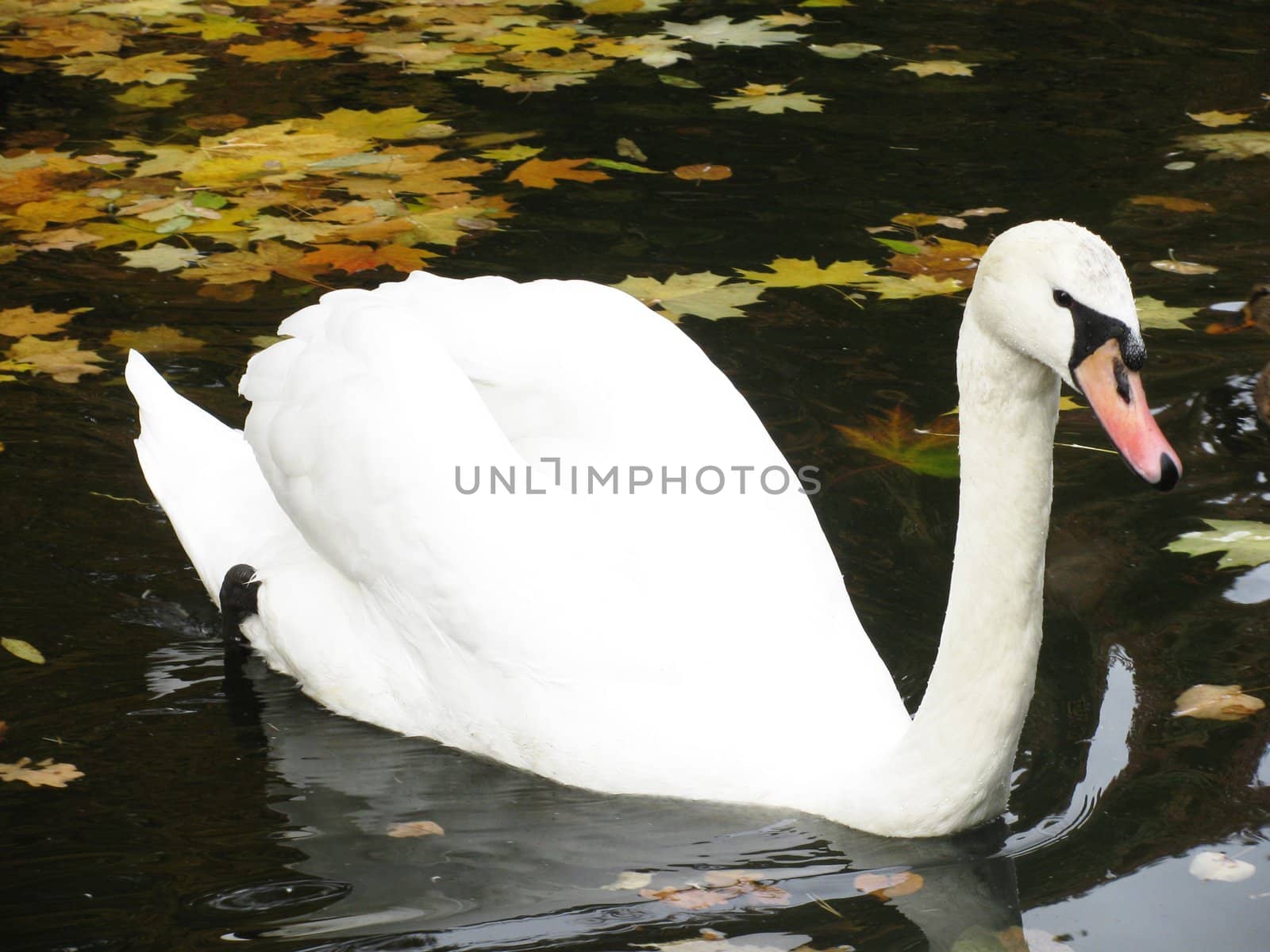 white swan by romantiche