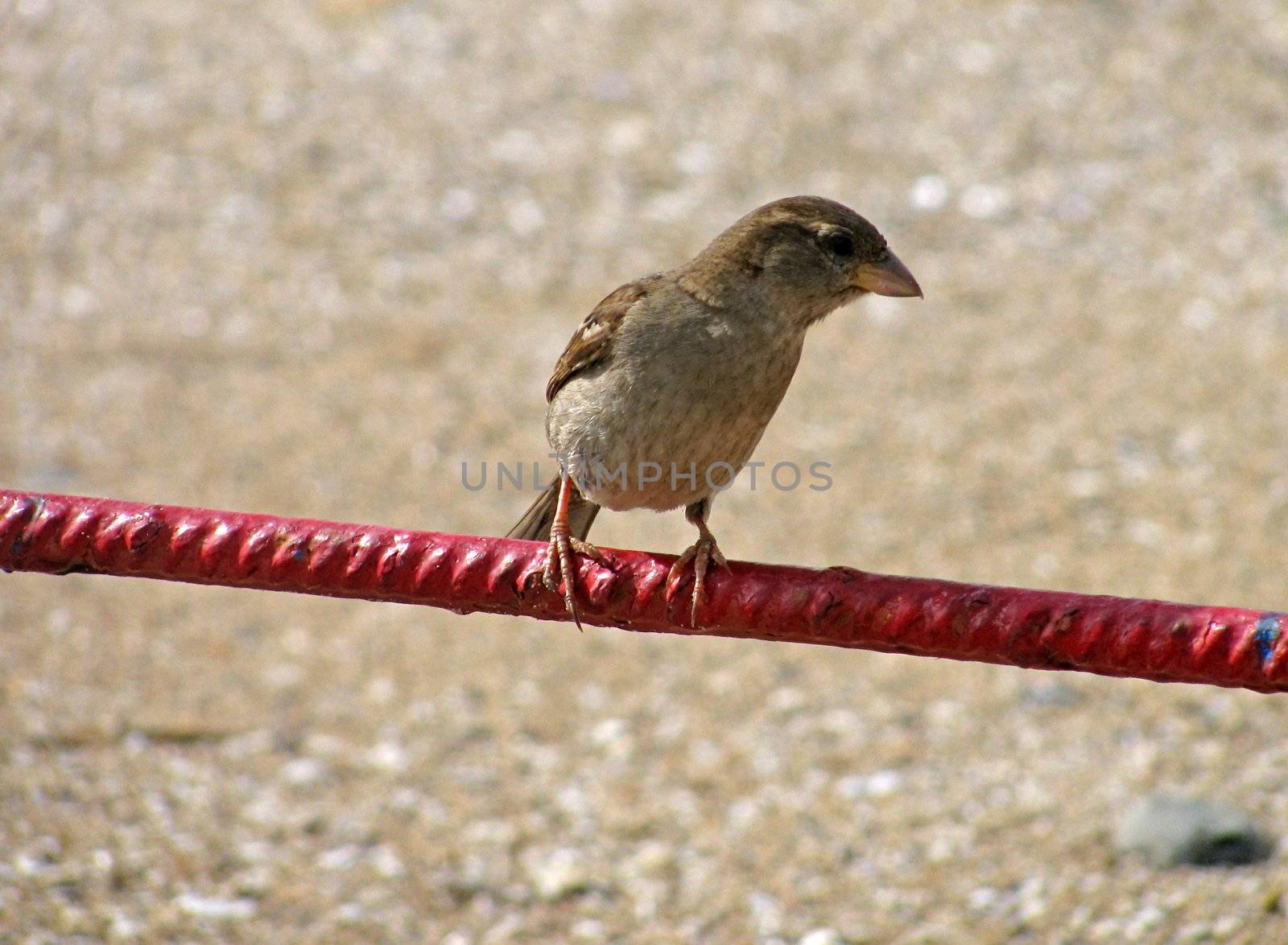 sparrow sitting on red rod