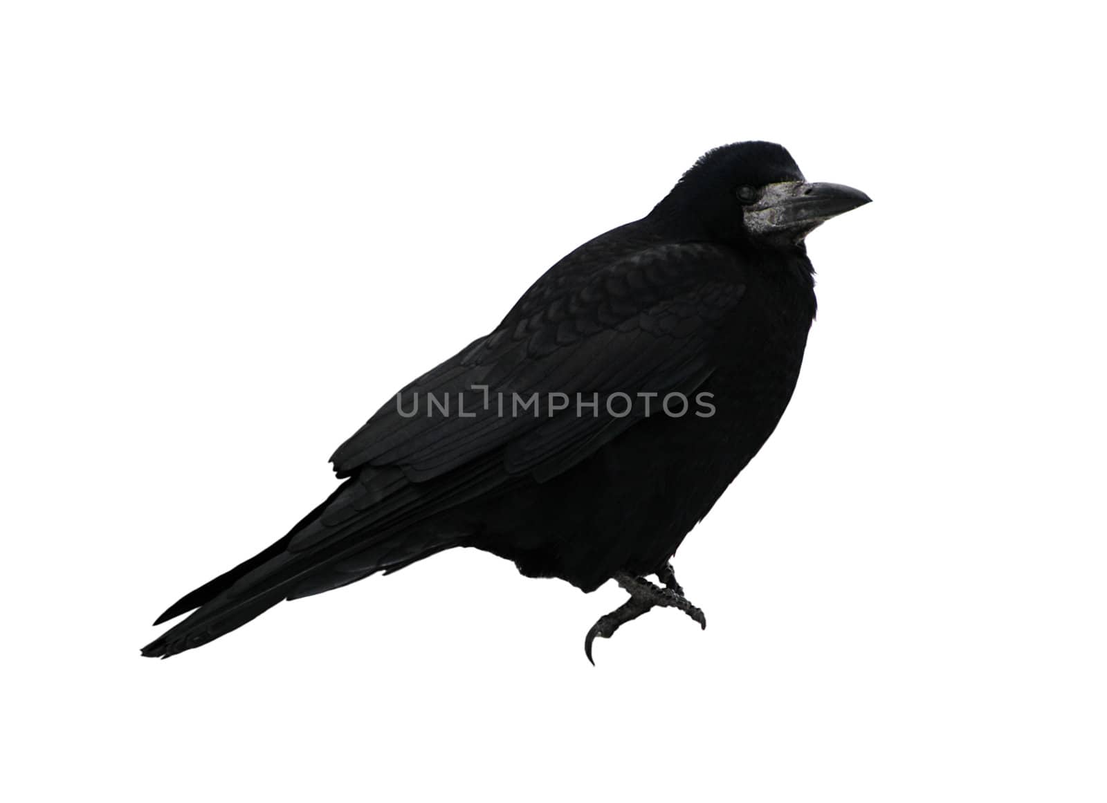 black raven isolated on white