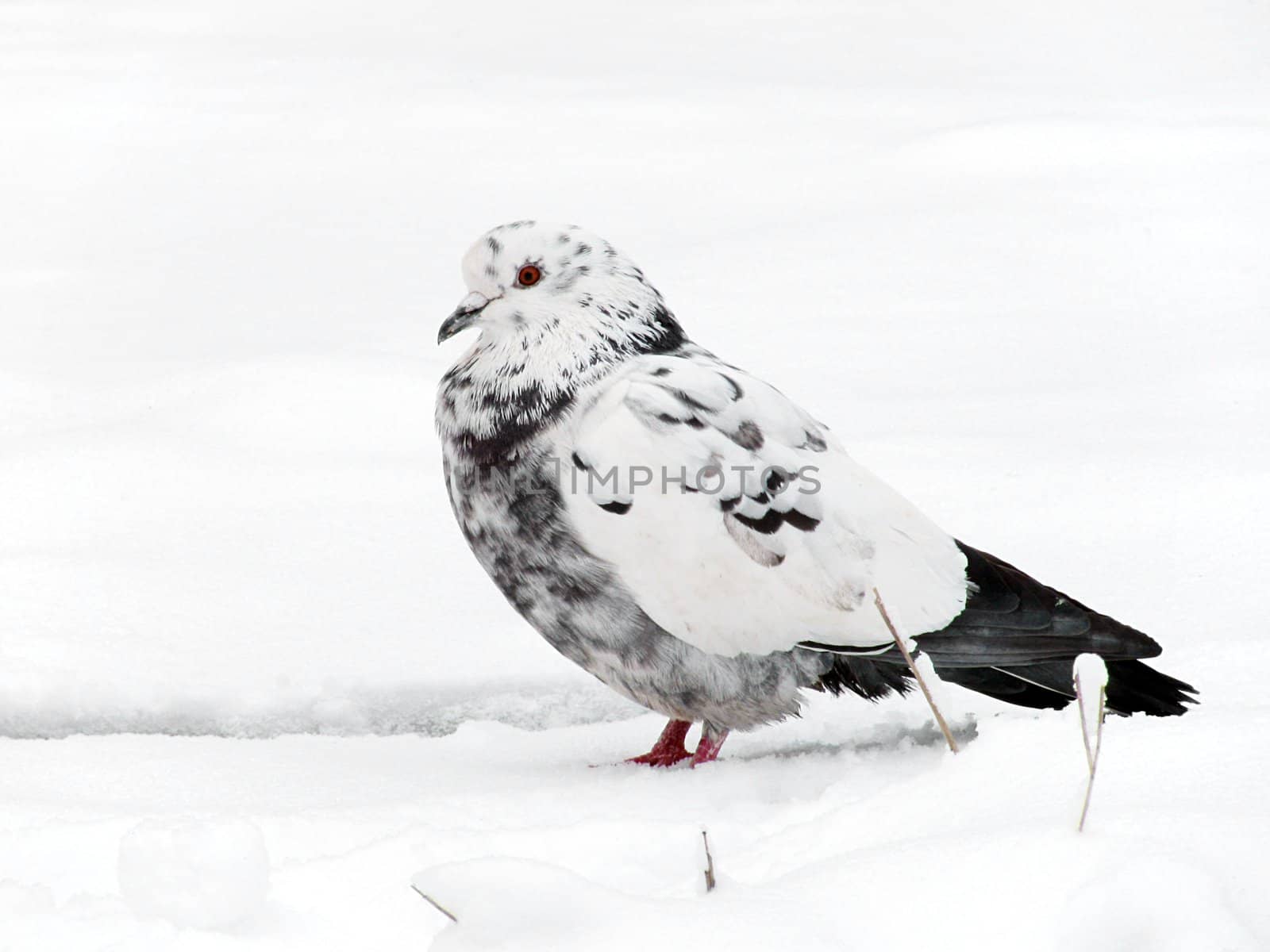 pigeon sitting in snow