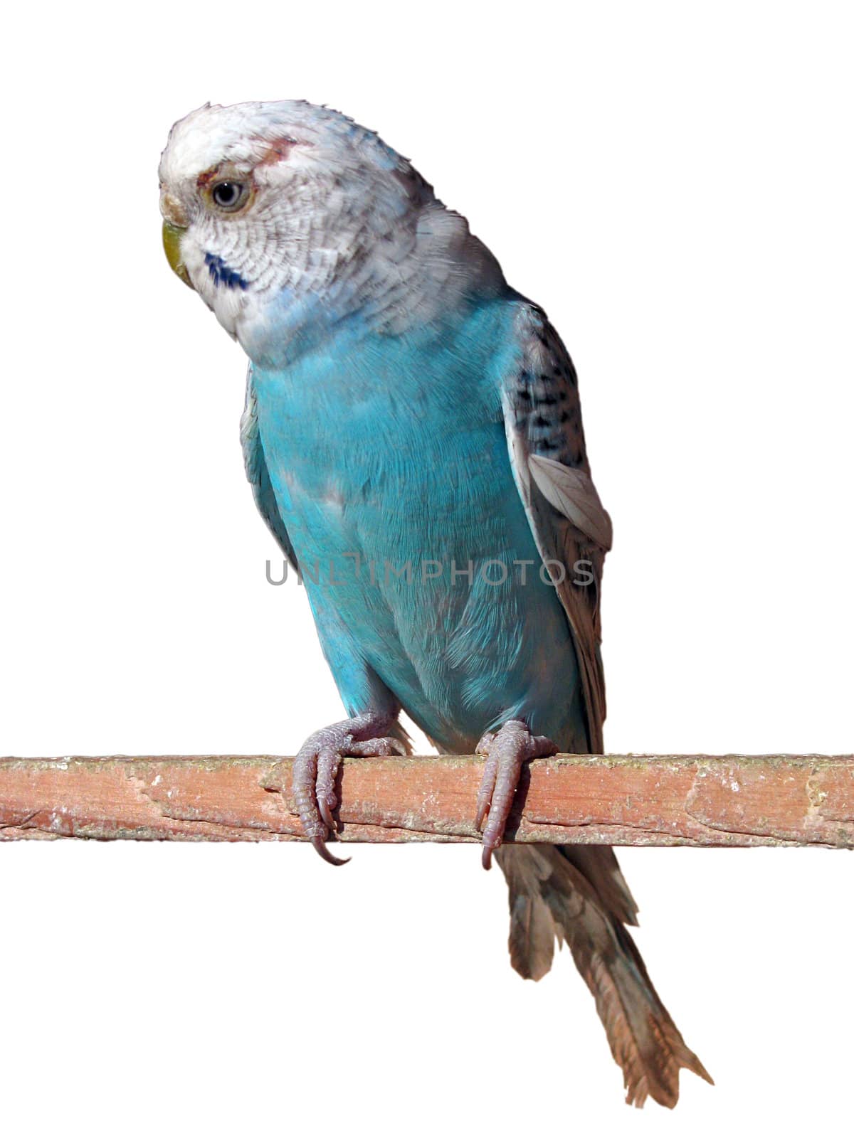 budgerigar by romantiche