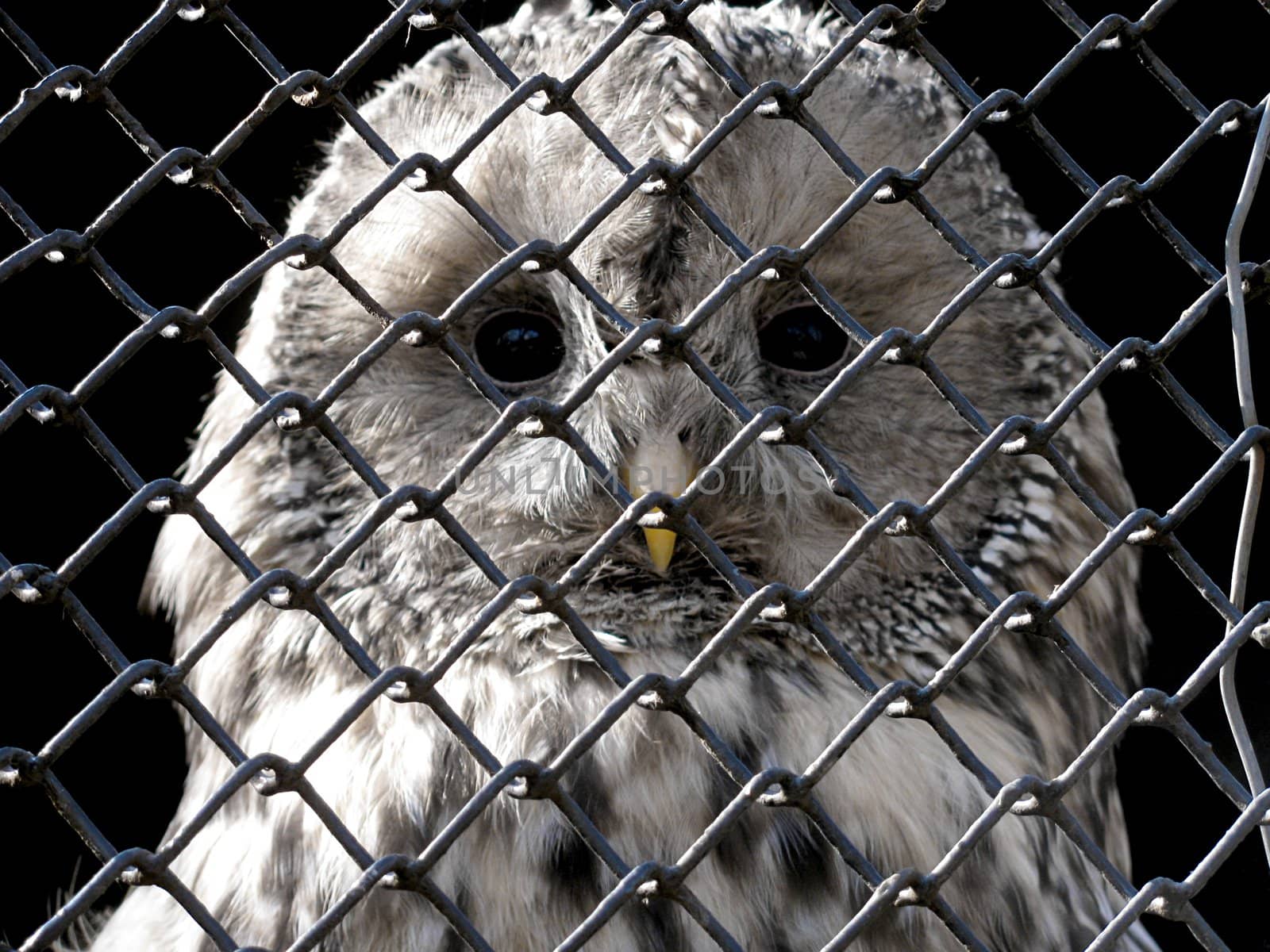 sad owl behind grating