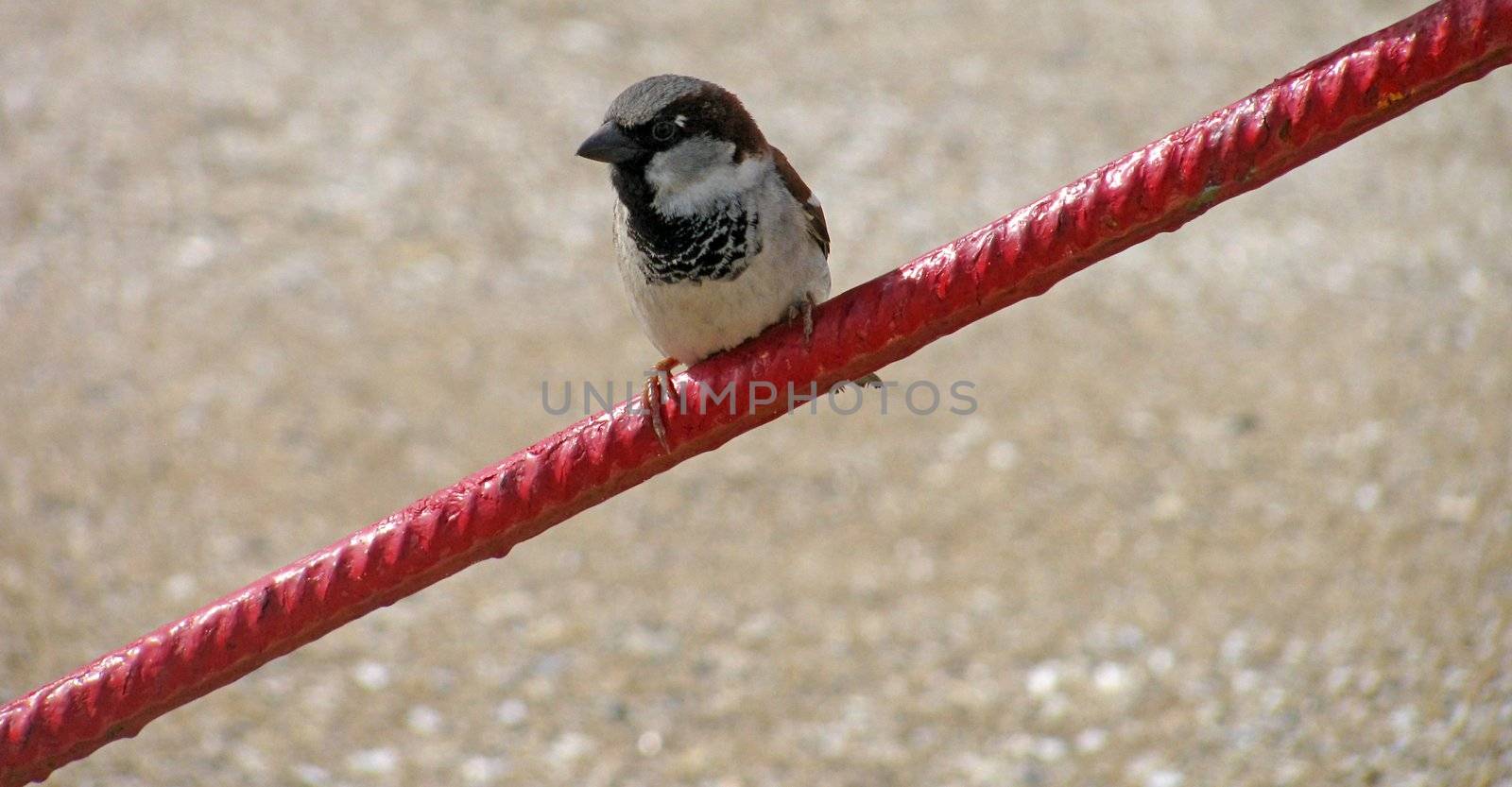 sparrow sitting on red rod