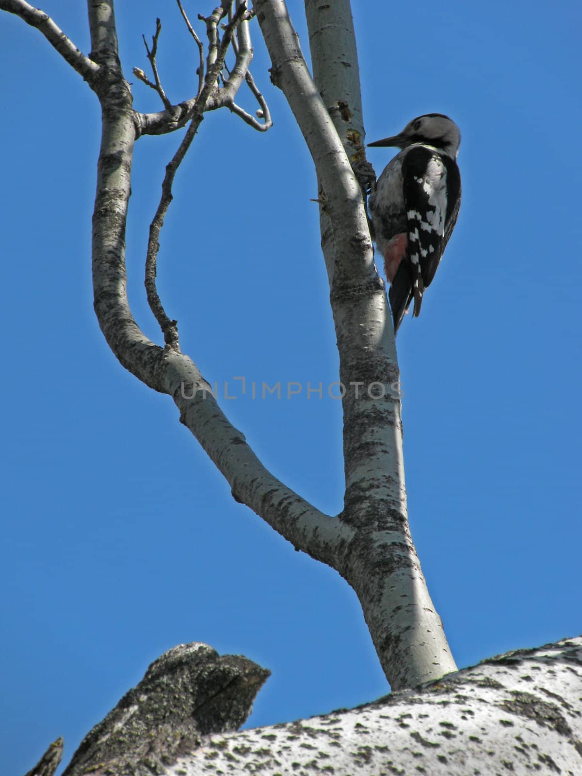 woodpecker on a branch of tree