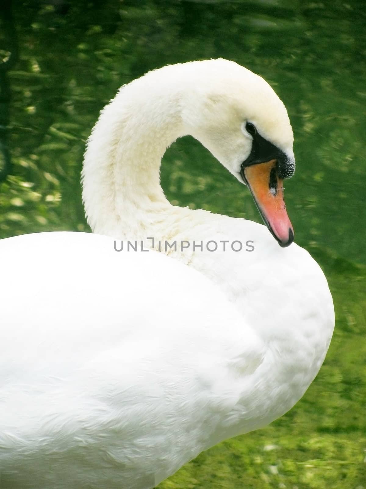 close up of white swan