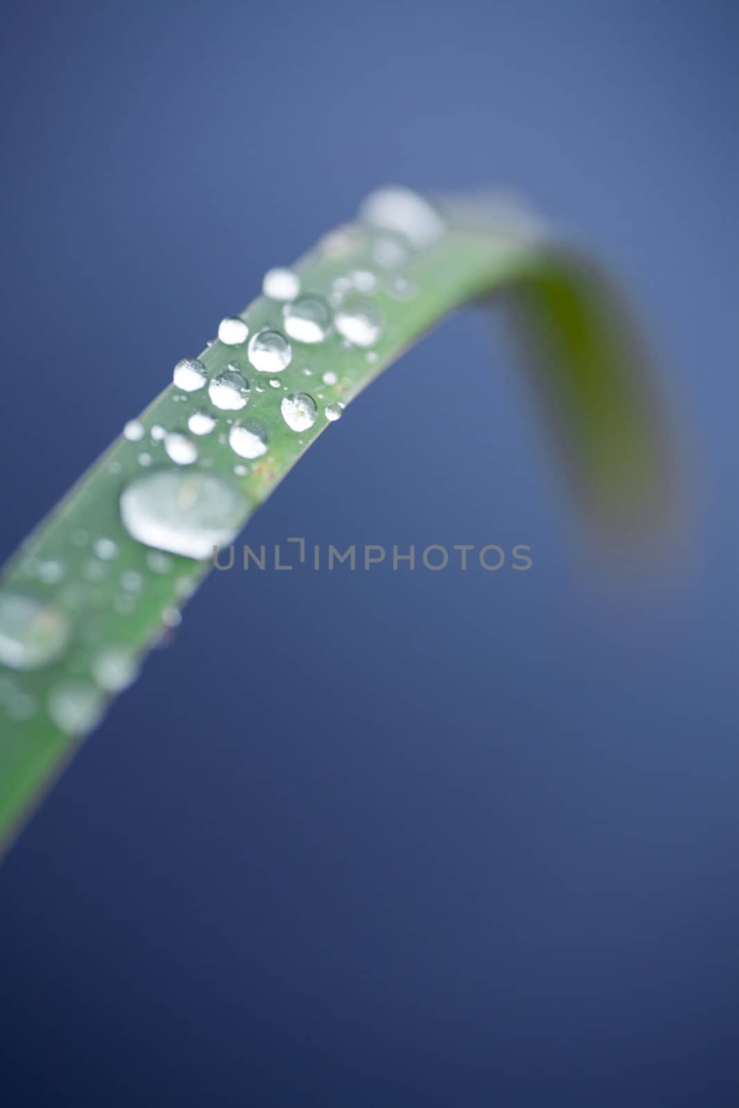Transparent drops of a rain on a leaf near a pond in city park