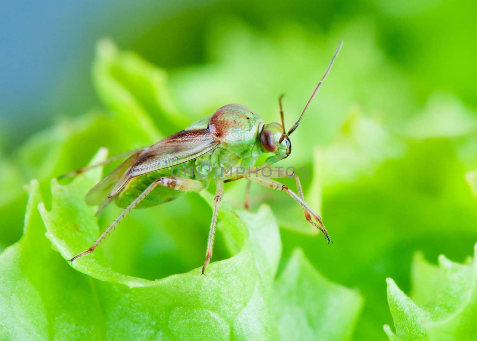 Mirid bug front view on a salad leaves  by Nanisimova