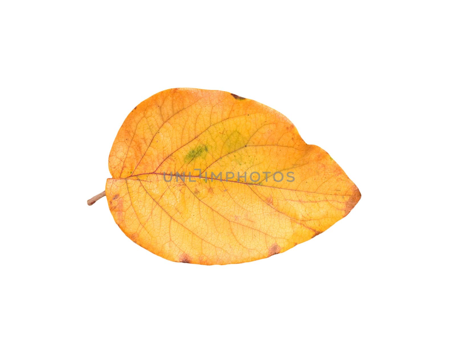 Yellow autumn leaves on a white background 