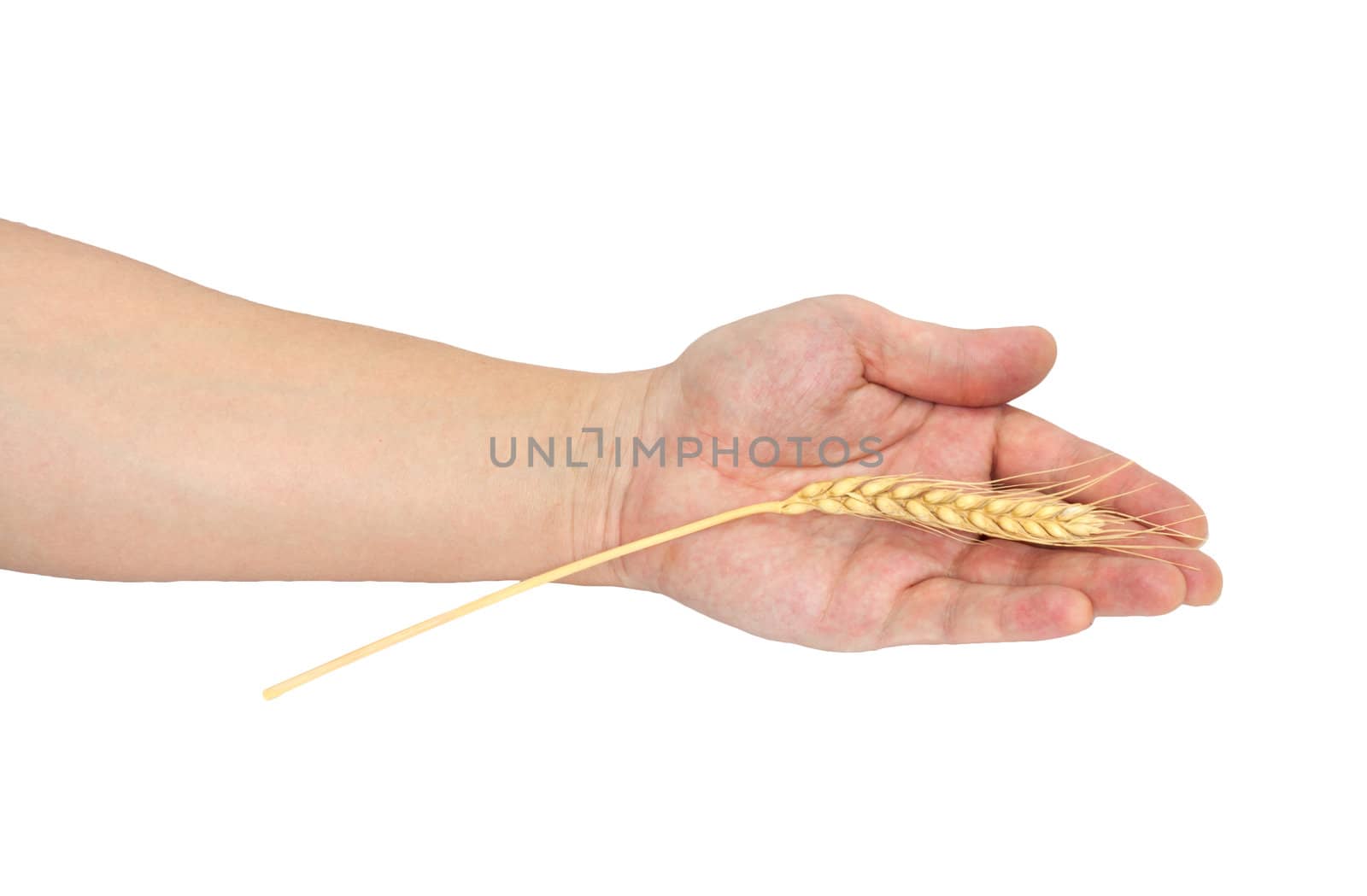 Wheat in a hand 