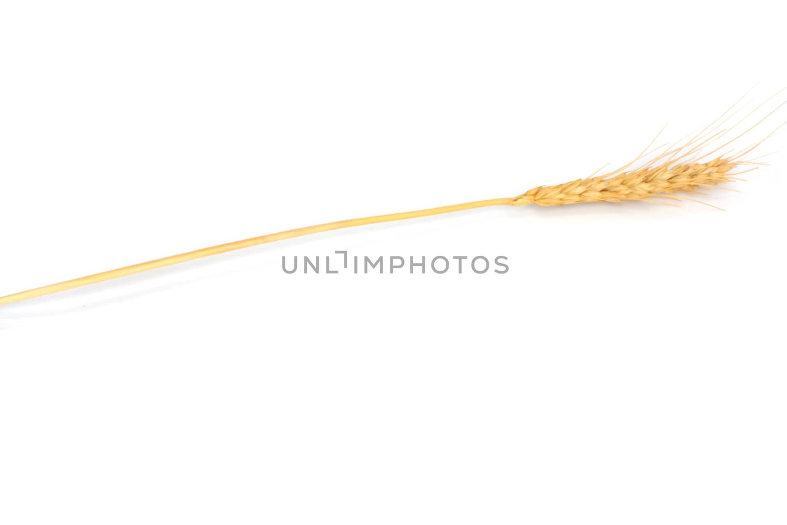 wheat on the white background 