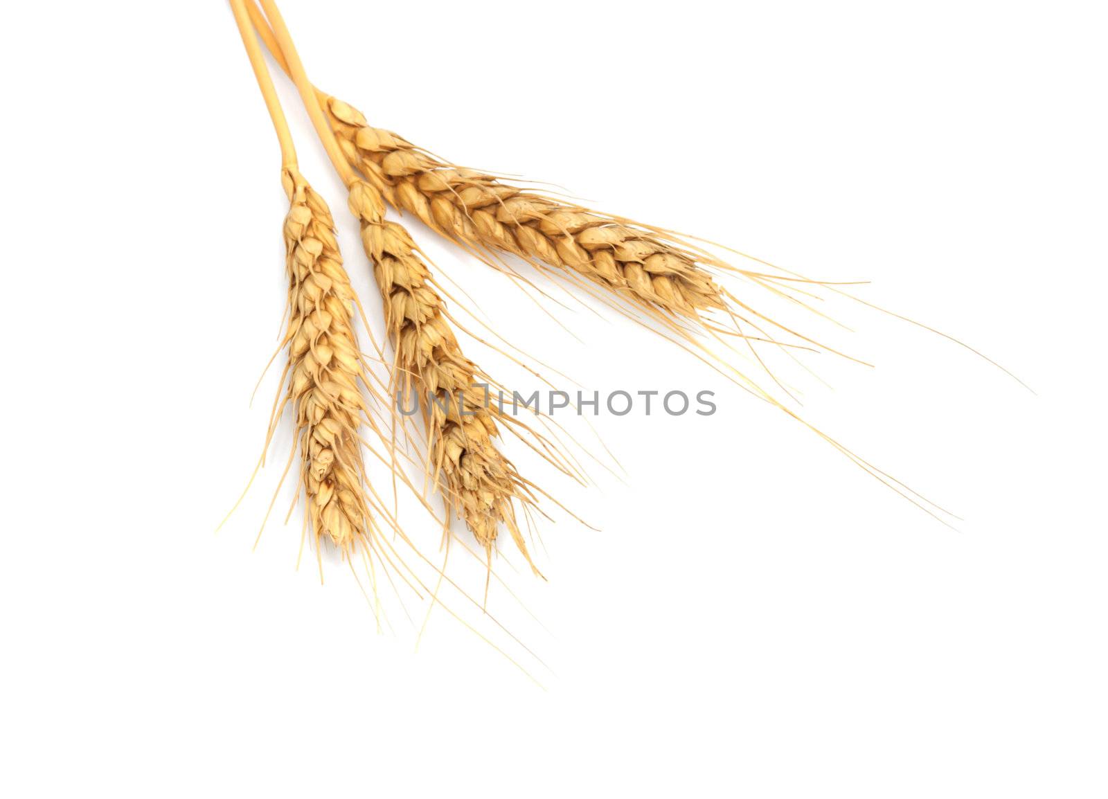 sheaf of dried ears of corn isolated on white  by schankz