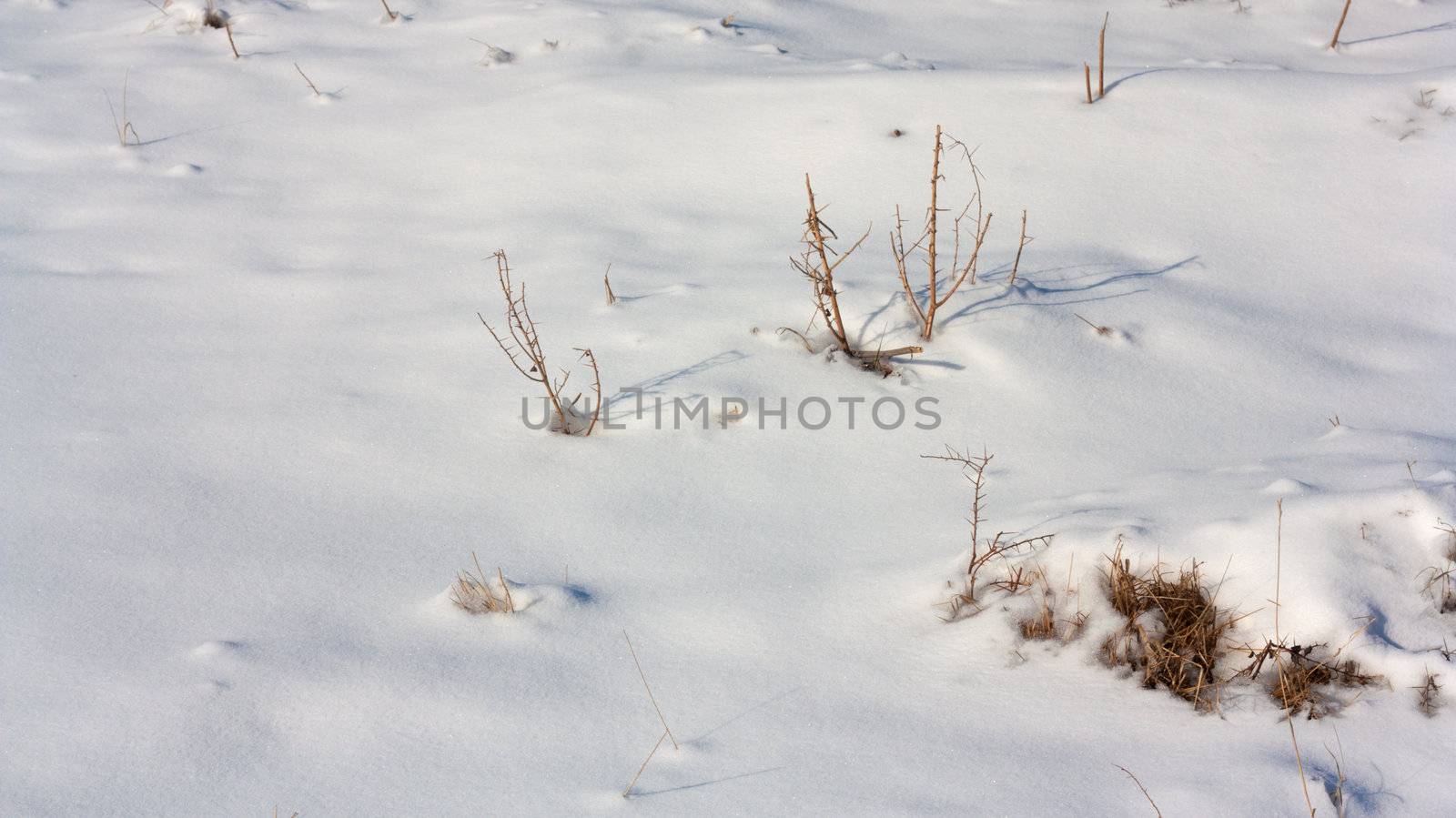 Dried plant in snow surface 