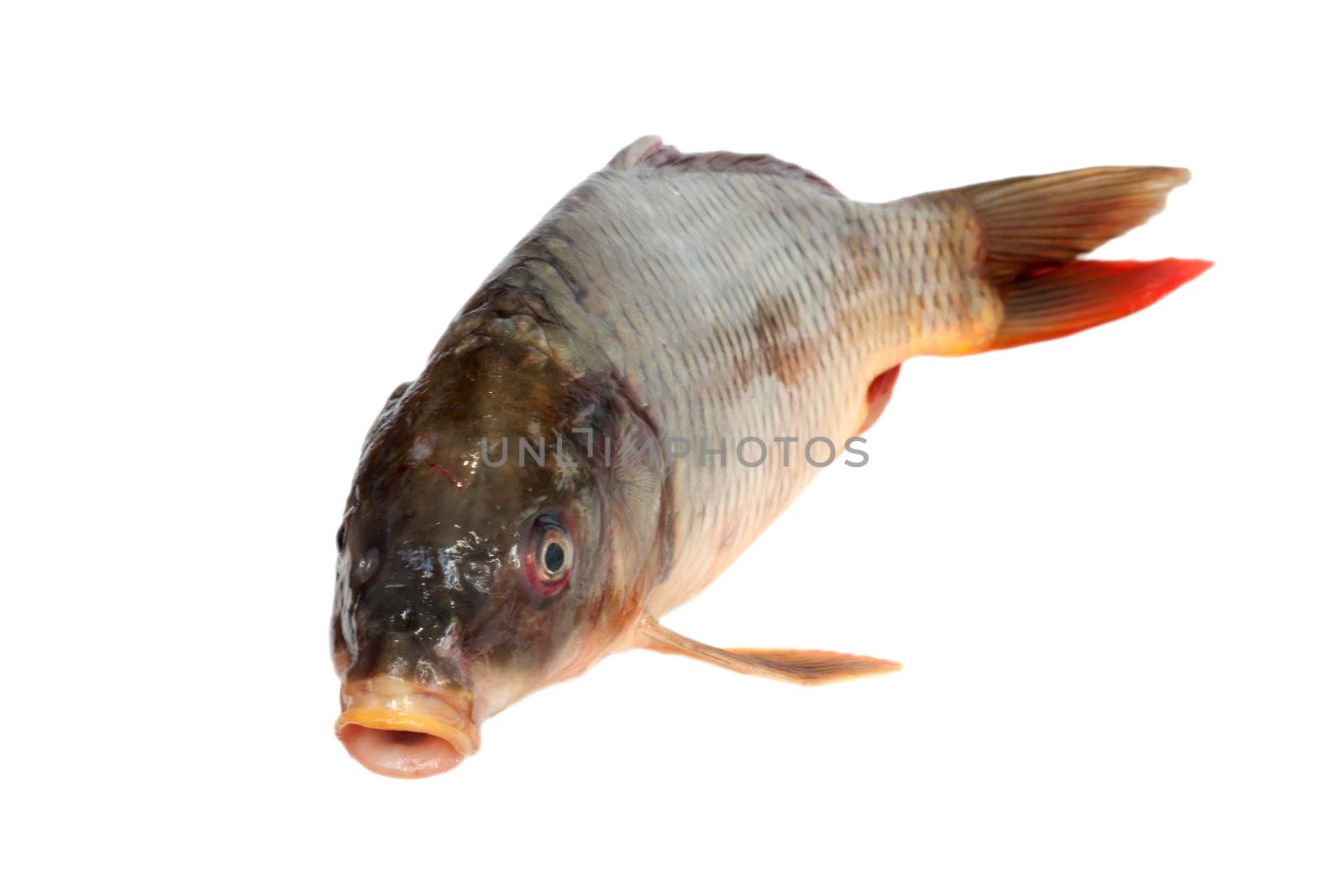 Big carp isolated on white background 