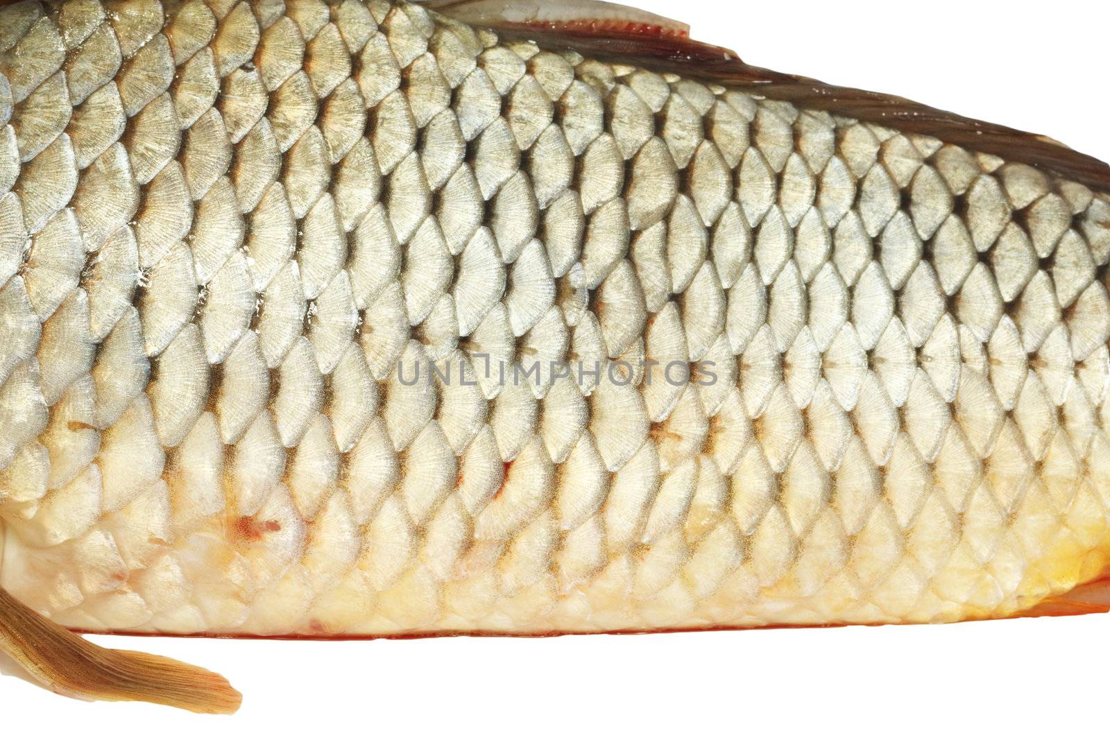 fish scales,carp background 