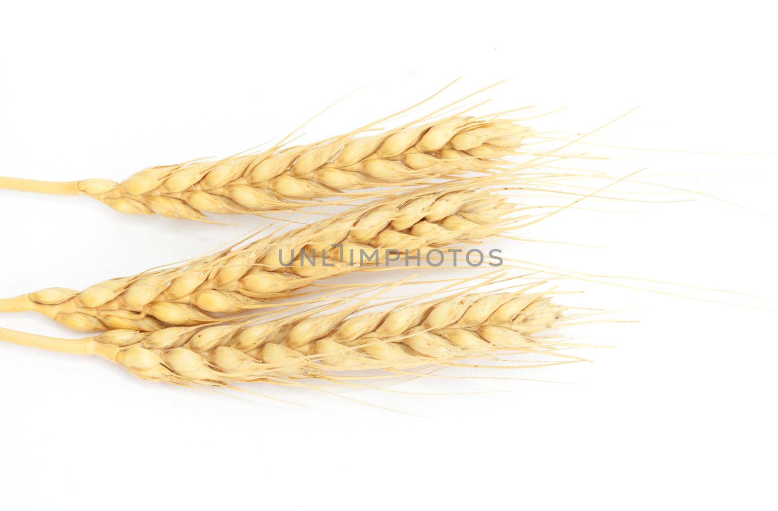 Spike of wheat isolated 