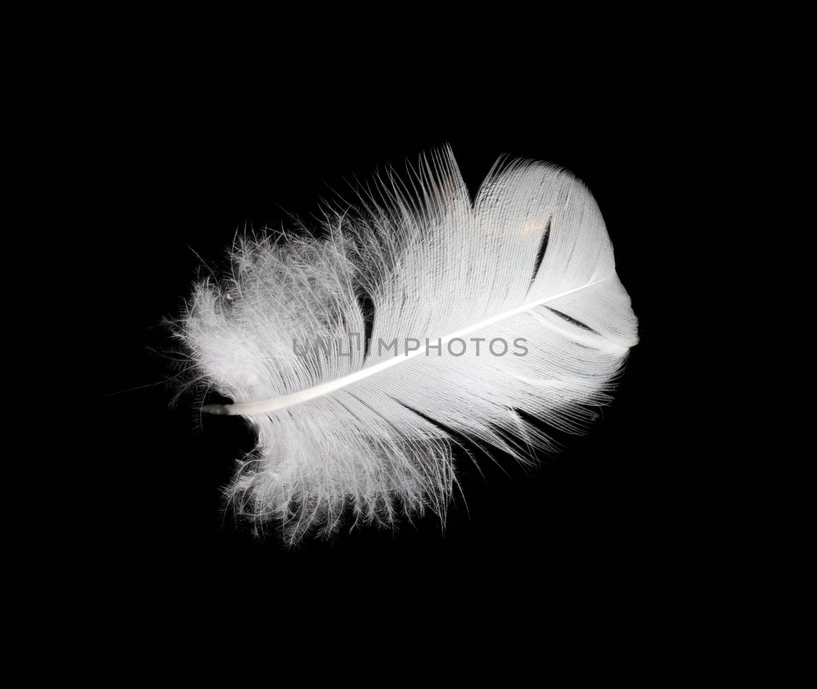 White feather isolated on white background  by schankz