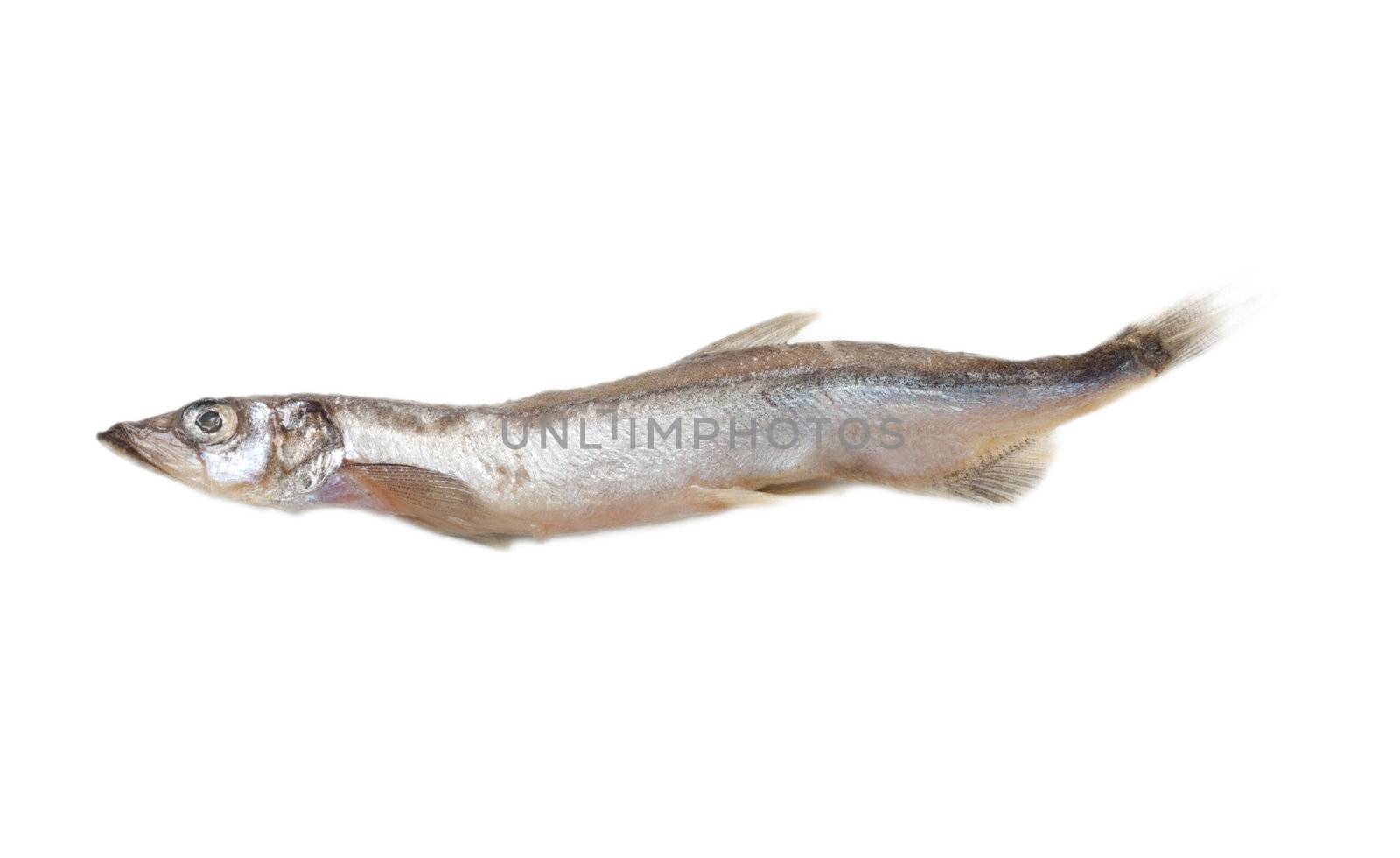 Capelin fish isolated on the white background 