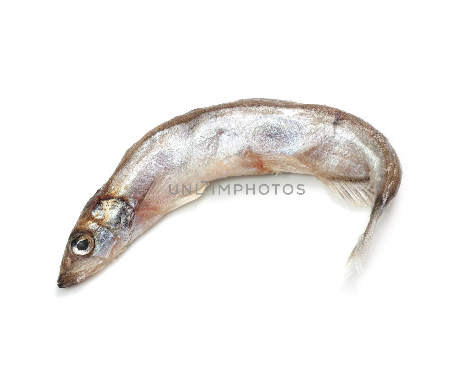 Capelin fish isolated on the white background 