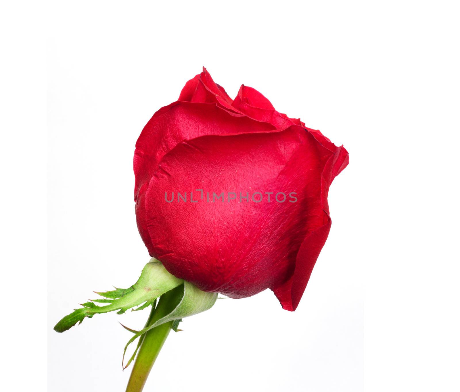 Red rose on white background 