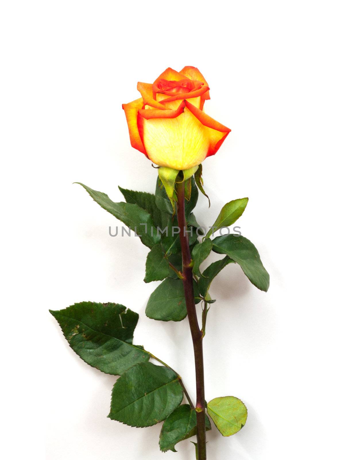 Single orange rose; isolated on white background  by schankz