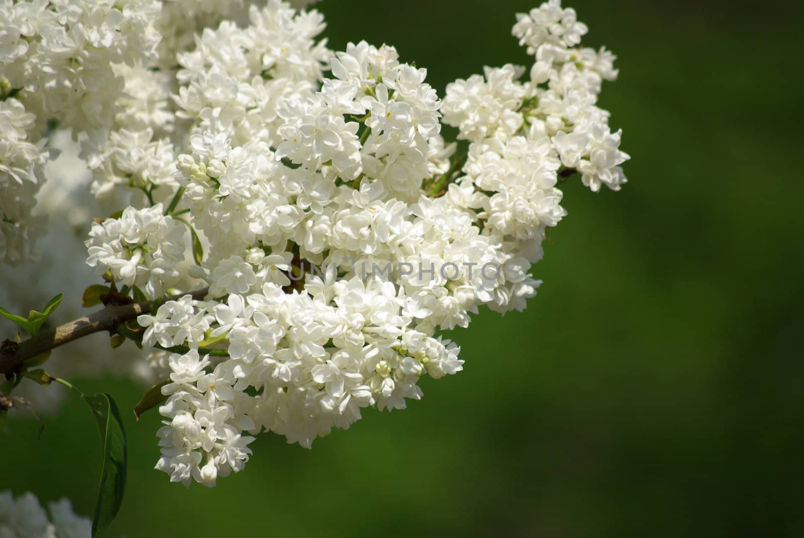 White lilac in the garden in may