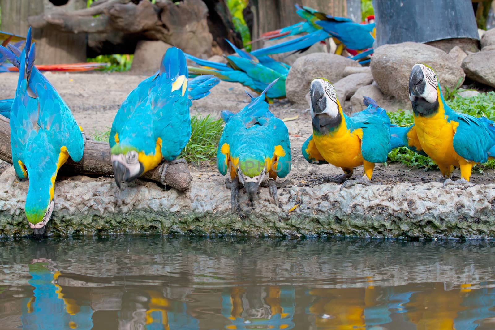 hungry colorful macaw eating the water