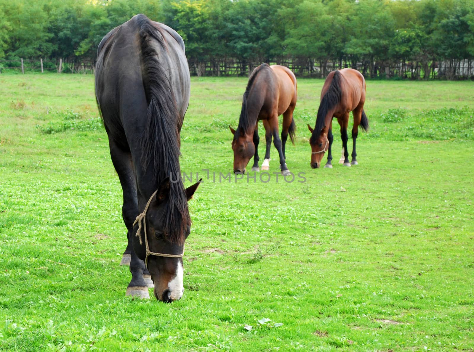 horses farm scene