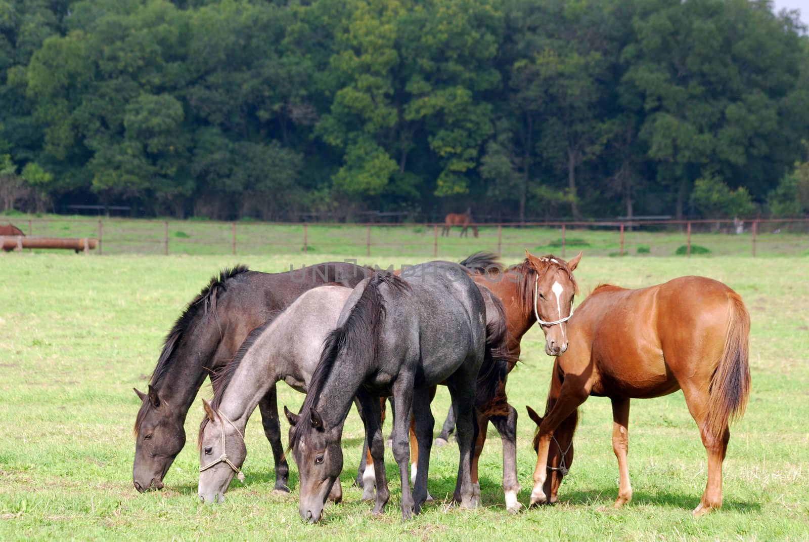 horses grazing farm scene
