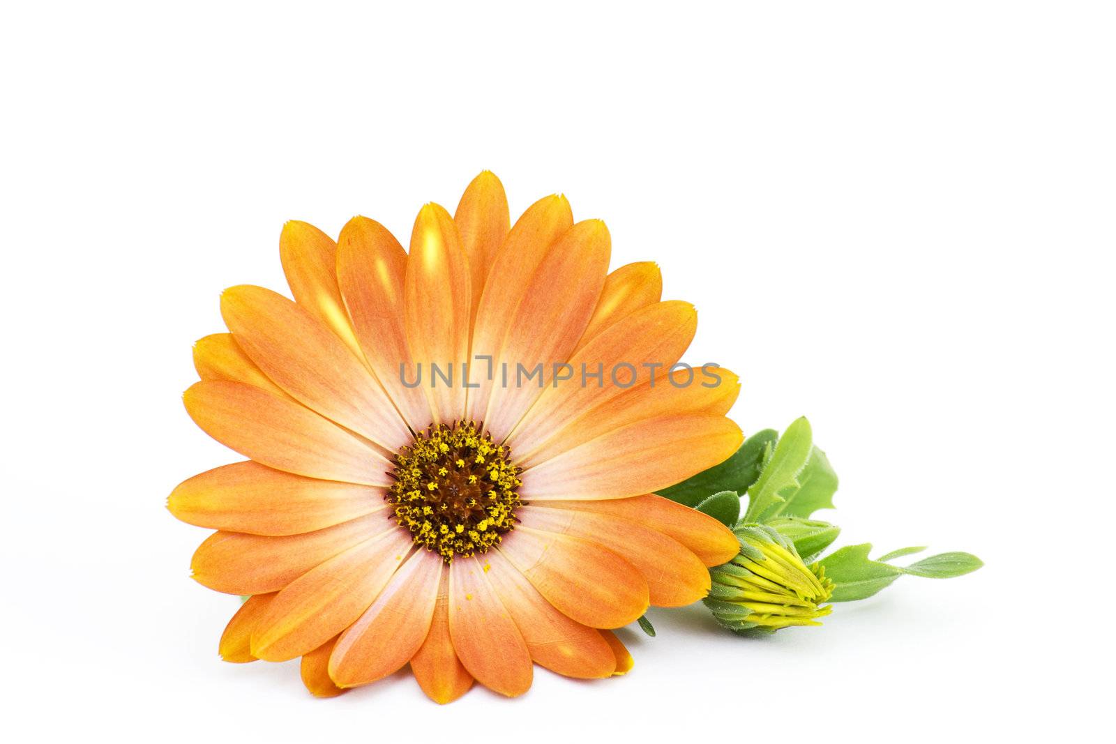 calendula flower isolated on white