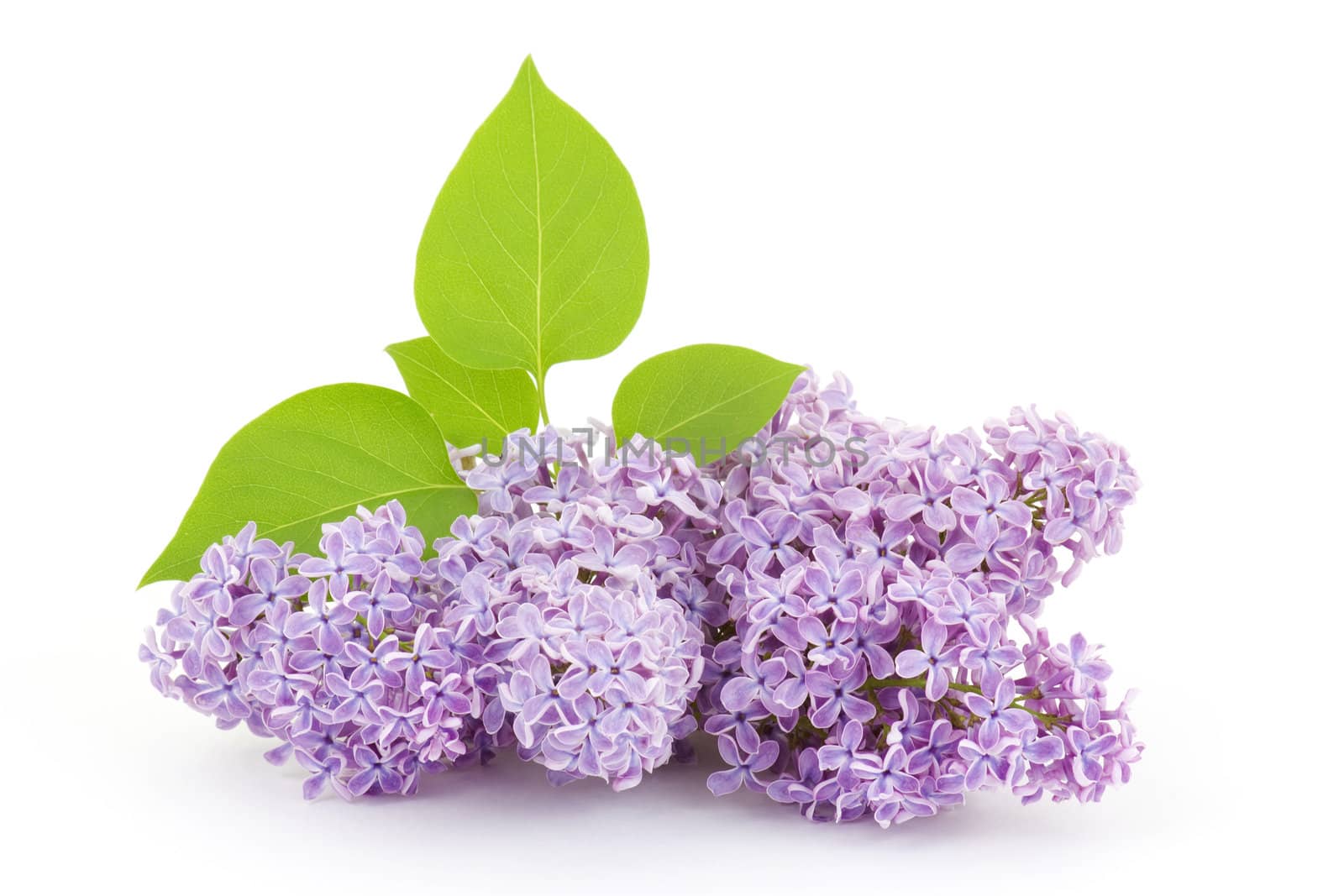 Blooming lilac flowers isolated on white