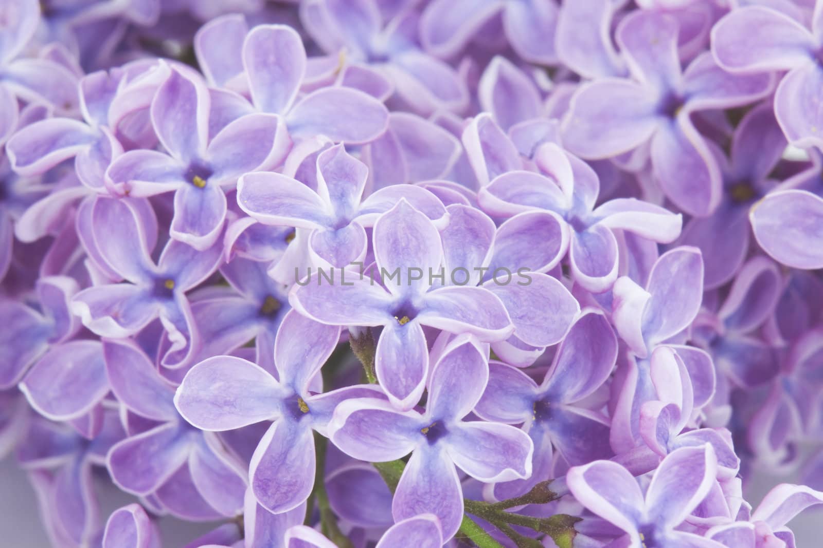 Blooming lilac flowers. Abstract background. Macro photo.