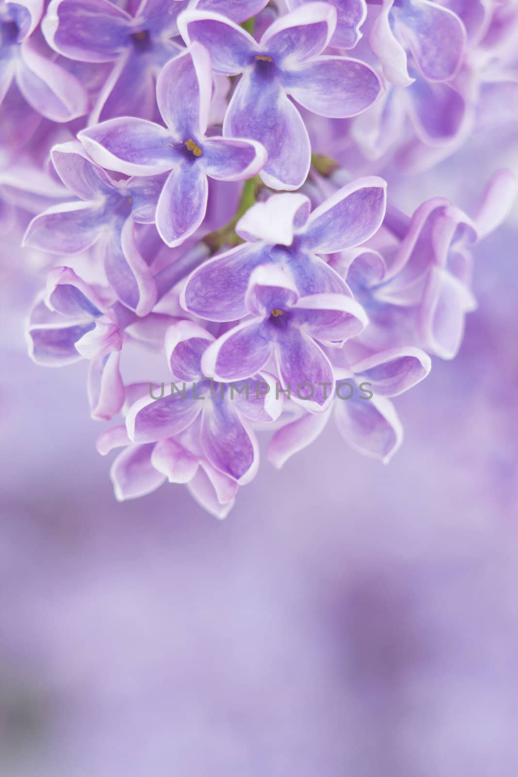 Blooming lilac flowers. Abstract background. Macro photo.