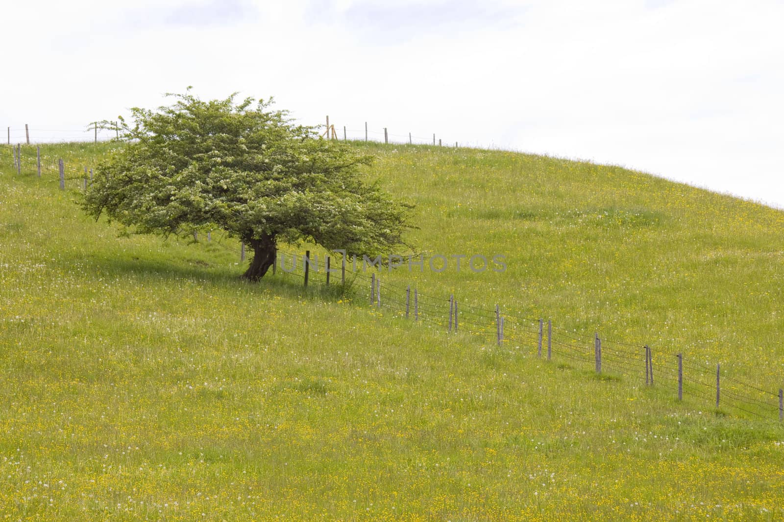 single tree in meadow at spring, Bavaria