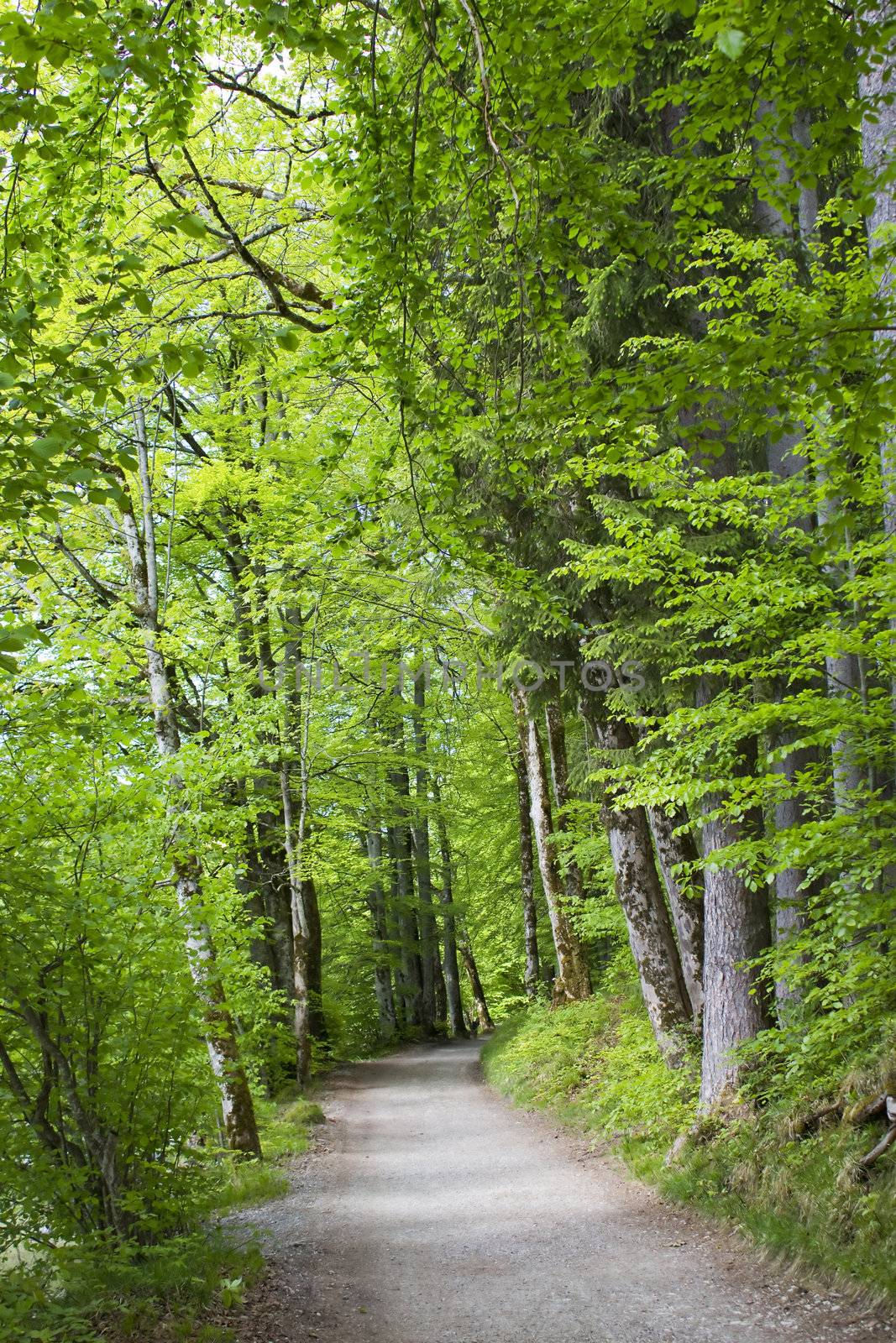 Forest road, Hohenschwangau, Bavaria