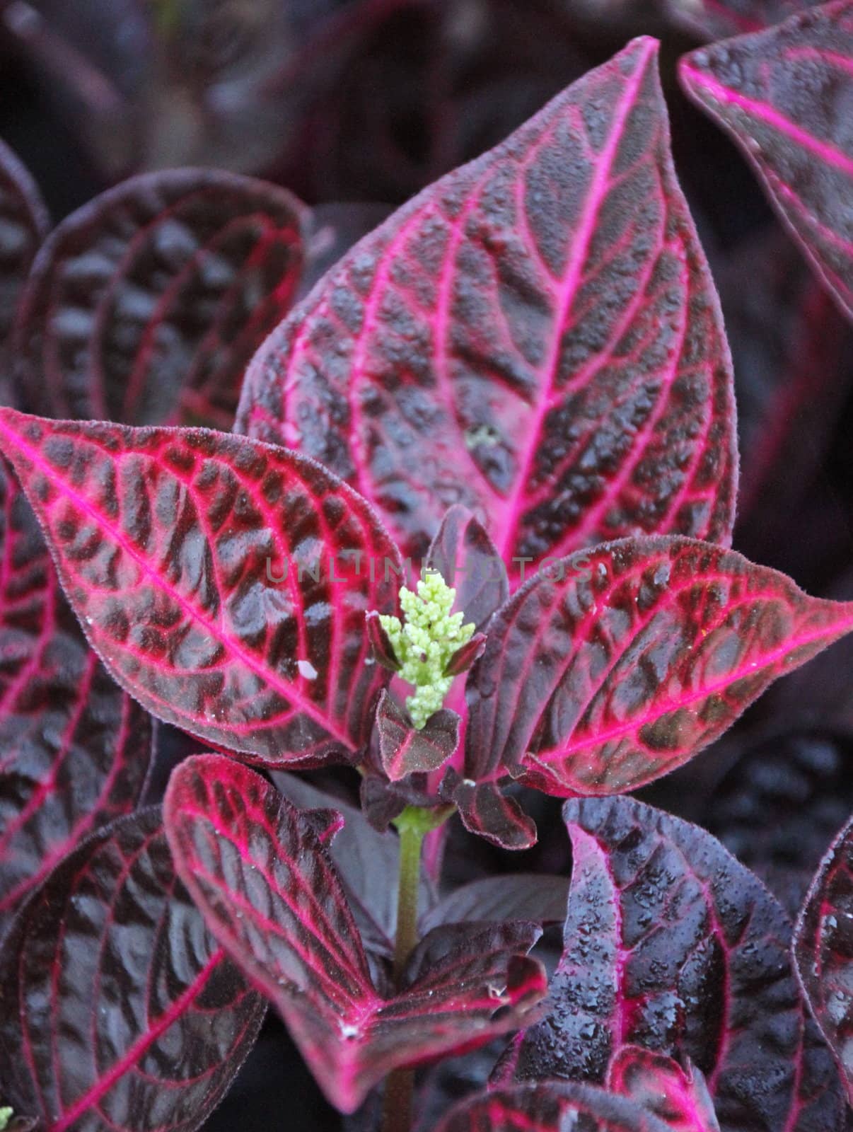 Red leaf plant by KirbyWalkerPhotos