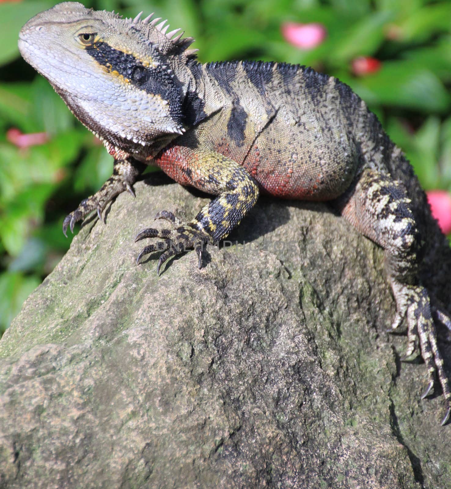 Australian lizard on a rock in a garden