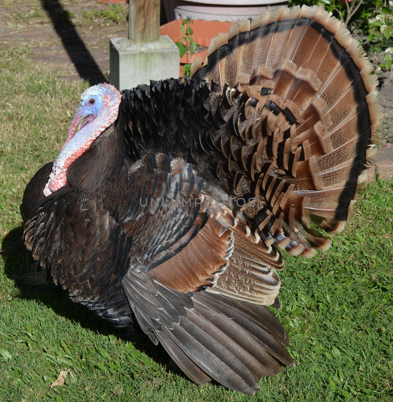 American turkey full tail showing on the grass