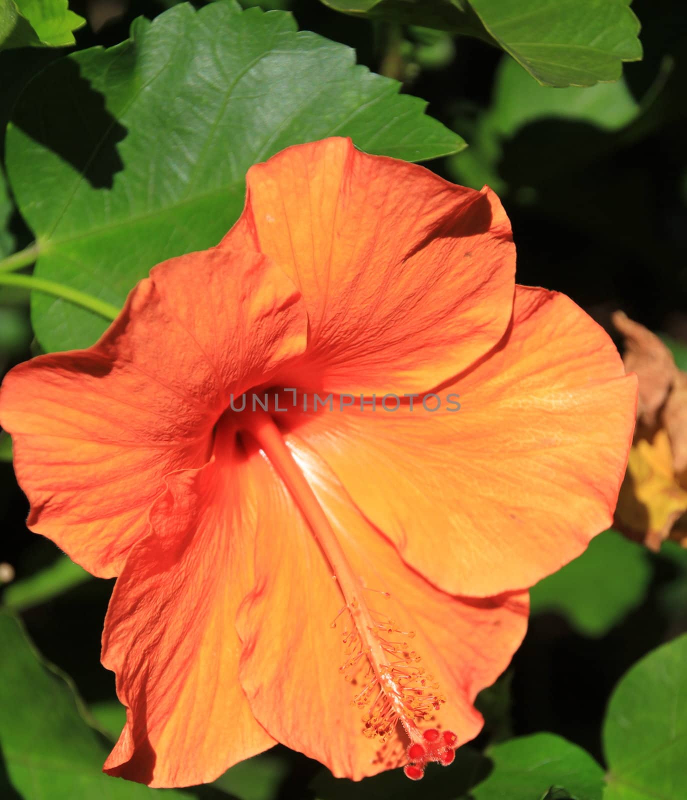 Orange hibiscus flower with green leaves in a garden