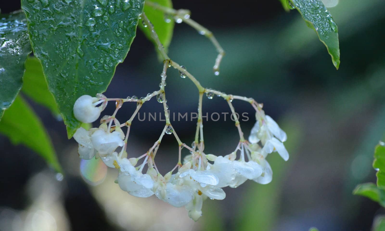 White flower with water drops and green leaves