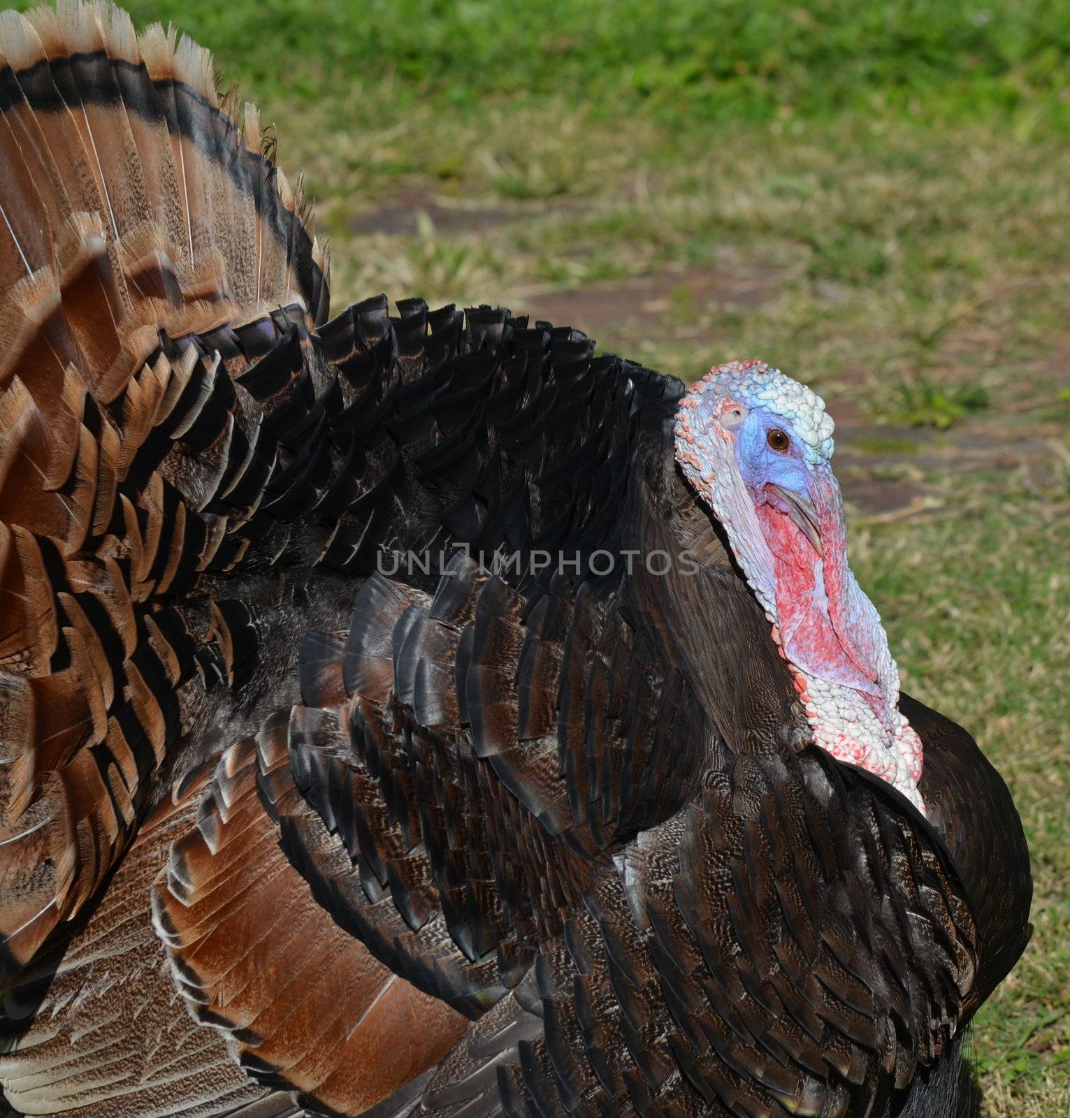american turkey male in a grassed yard 