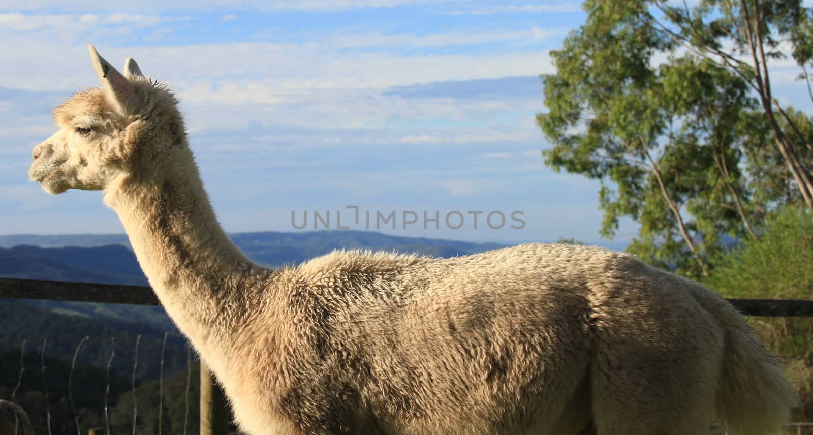 White alpaca in a padock looking at the mountains