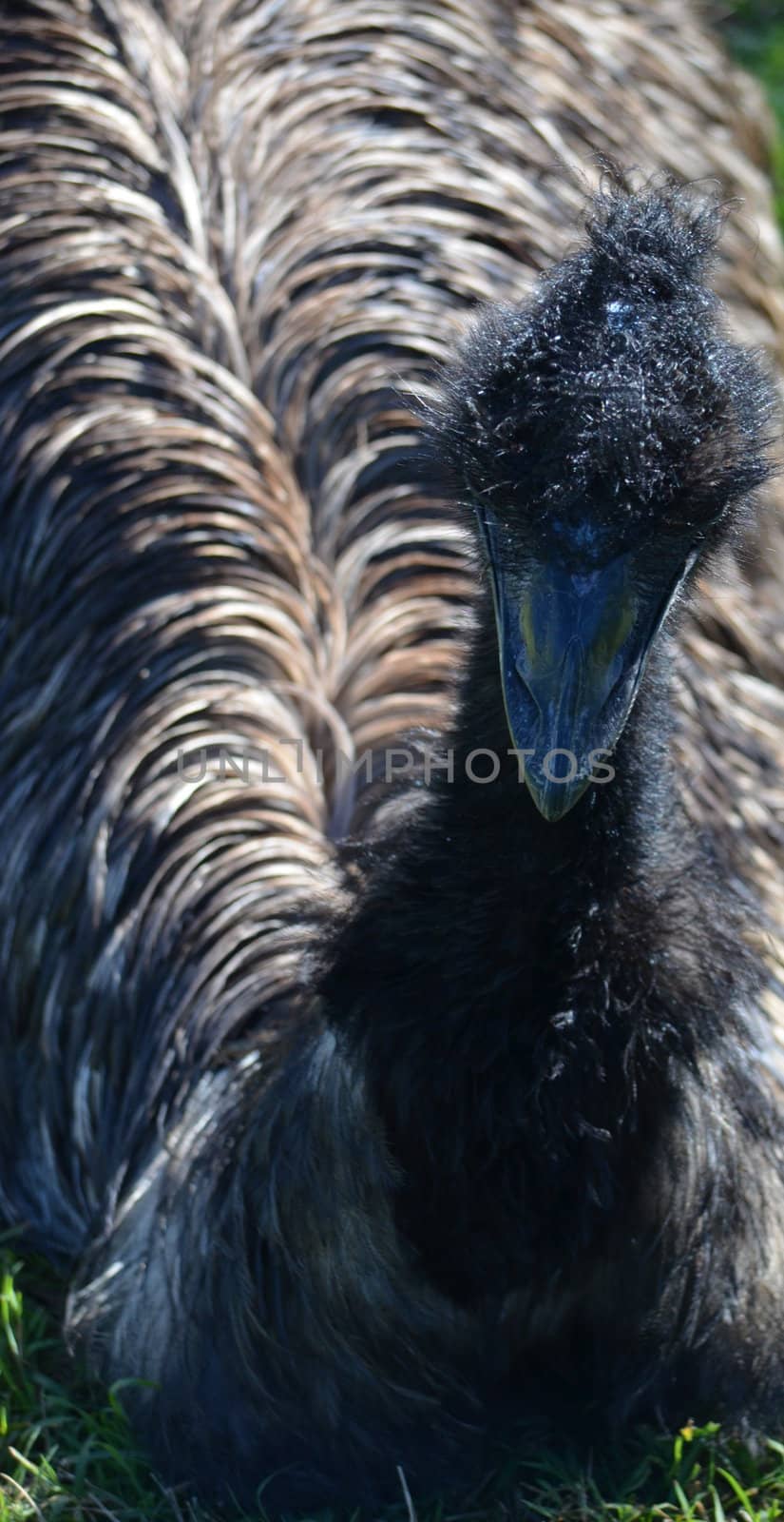 Closeup of an australian emu resting on the grass