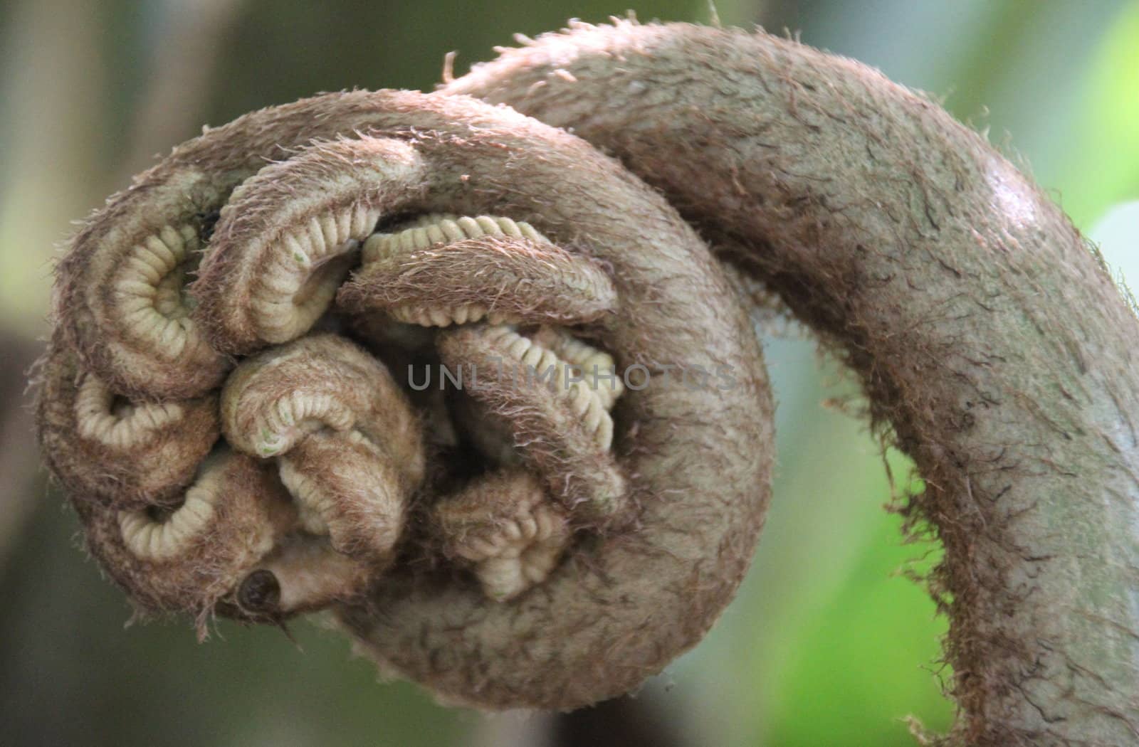 Brown hairy fern stem in a garden